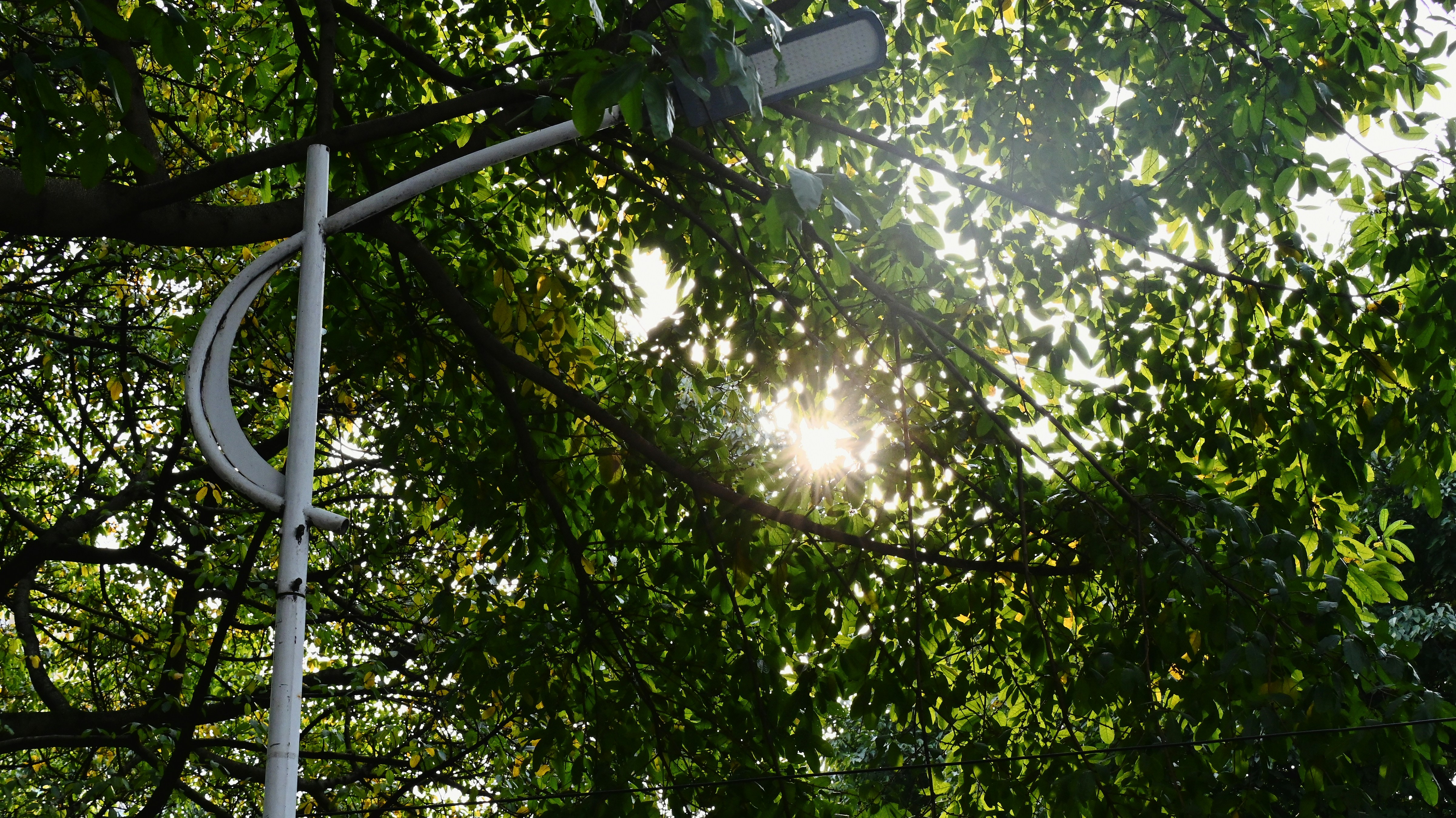 Sunlight shines through trees near a street lamp.