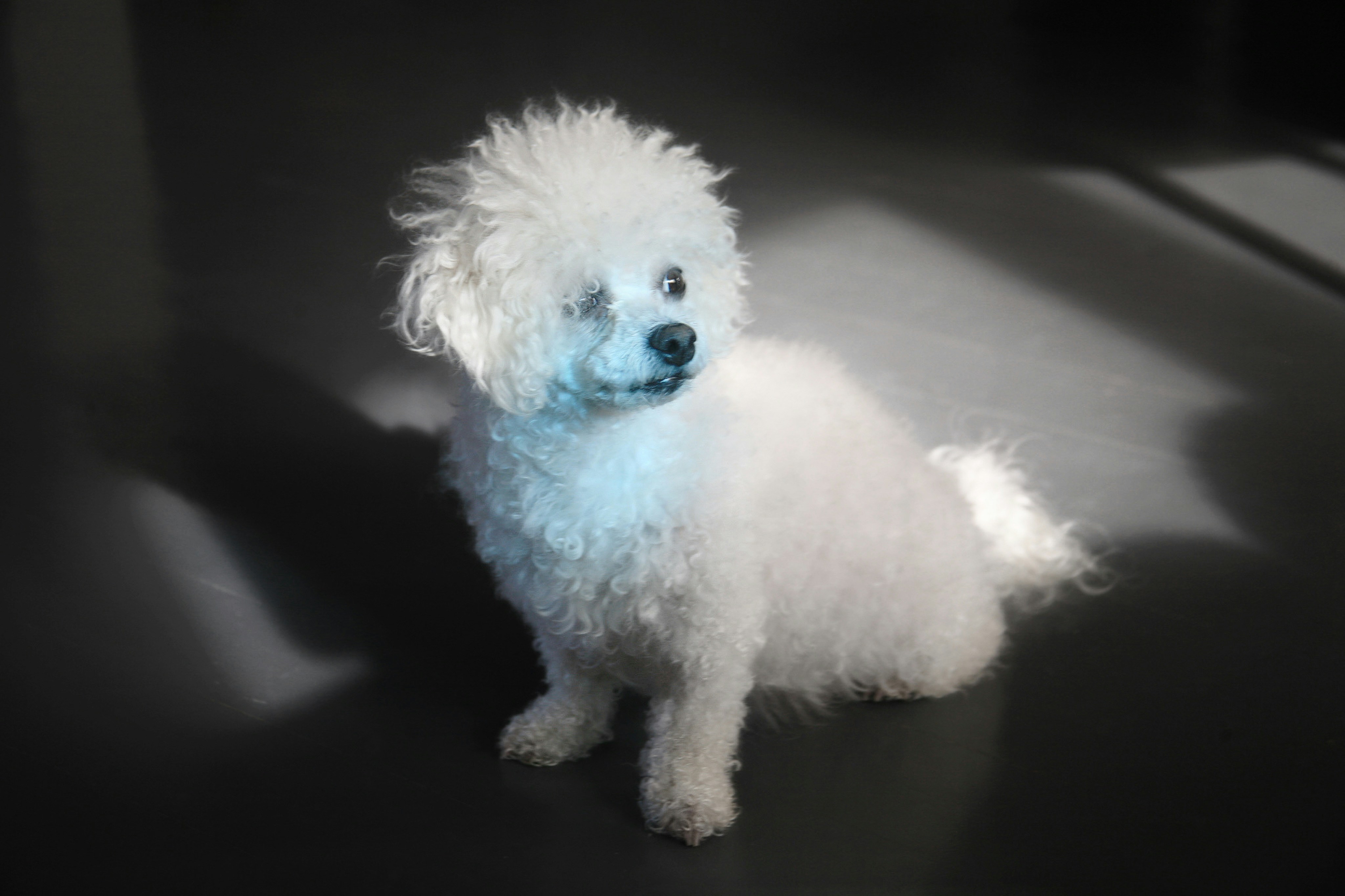 Here's a caption: a fluffy white dog sits and poses.