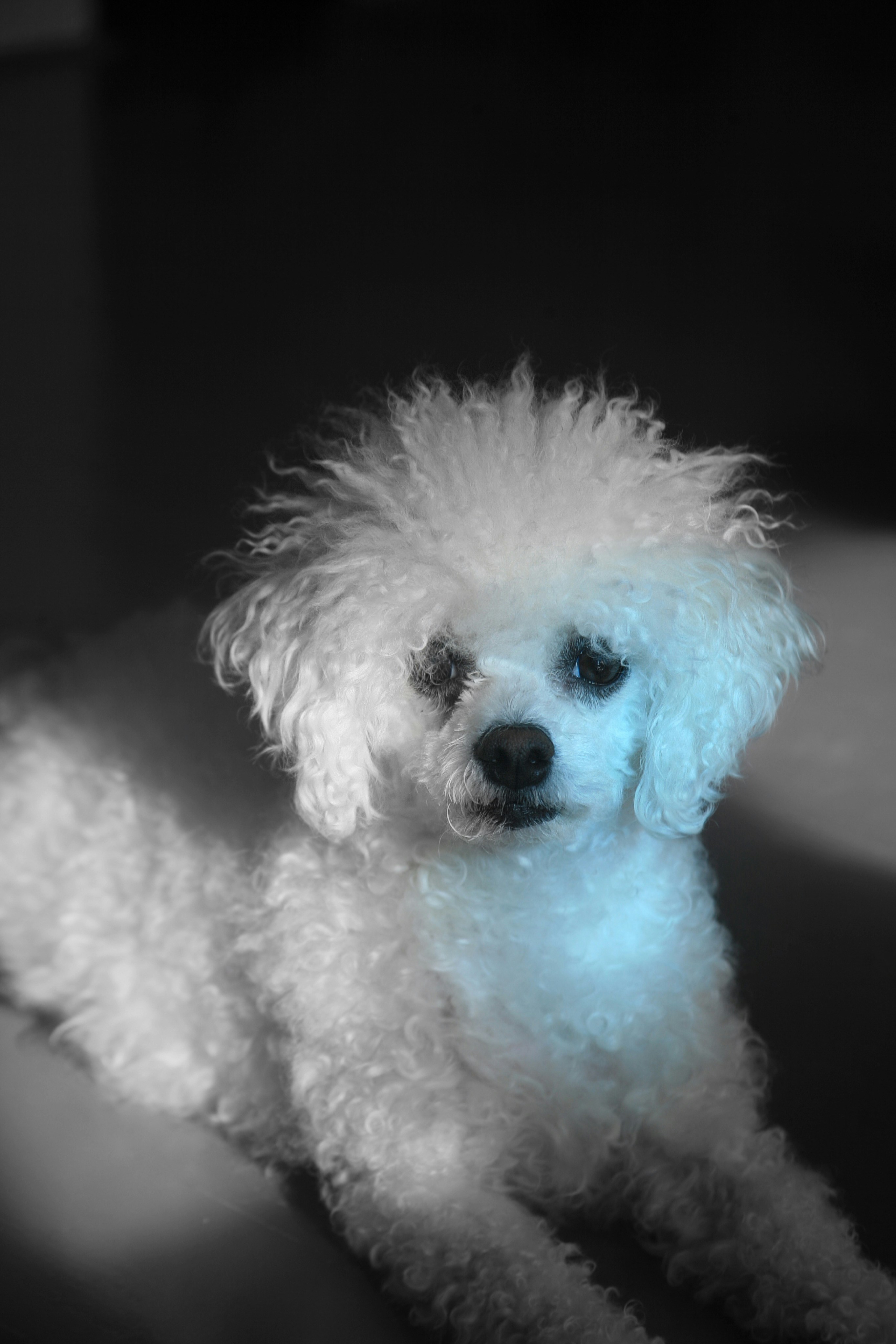 A fluffy white poodle looks directly at the camera.