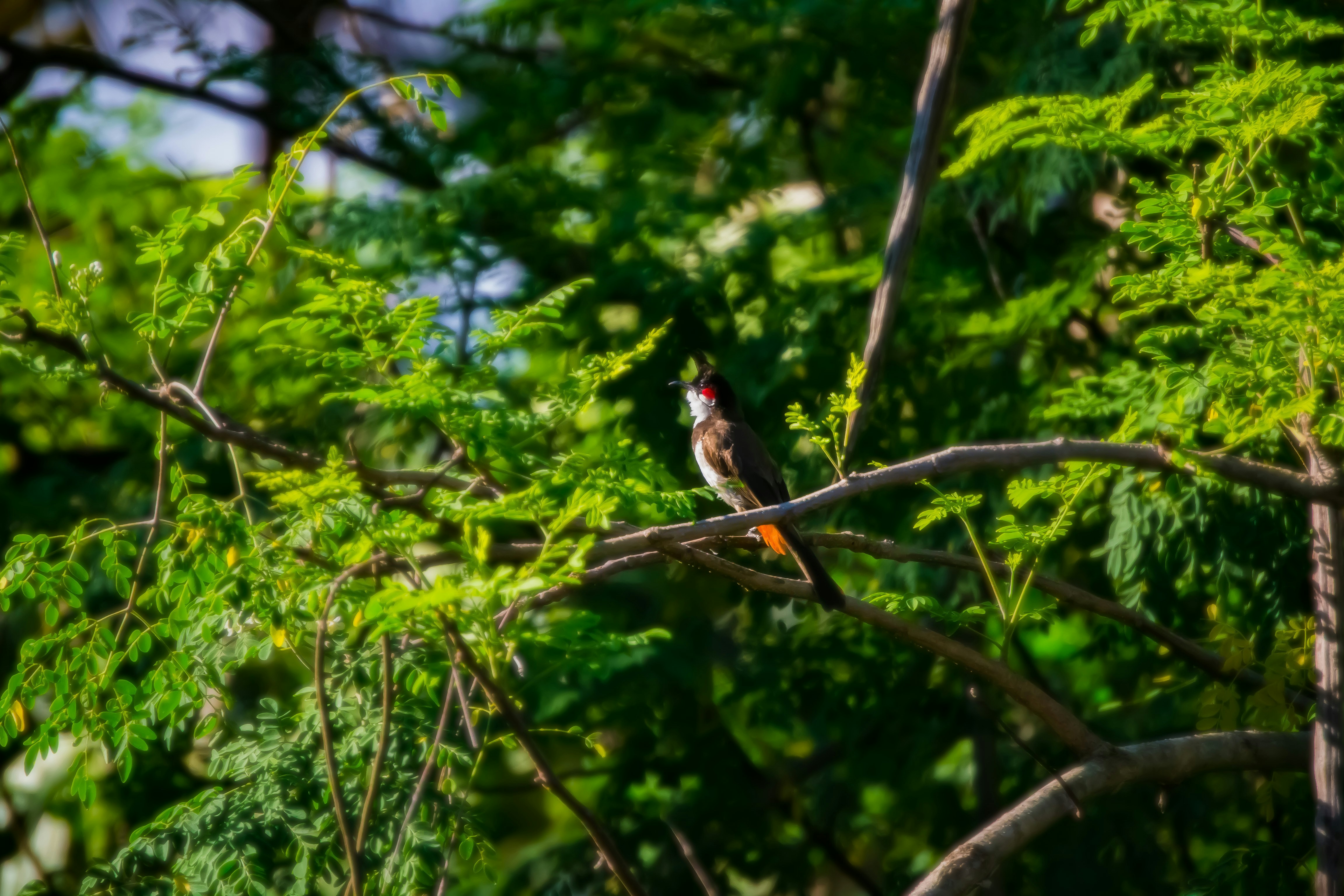 Bird perched on a tree branch.