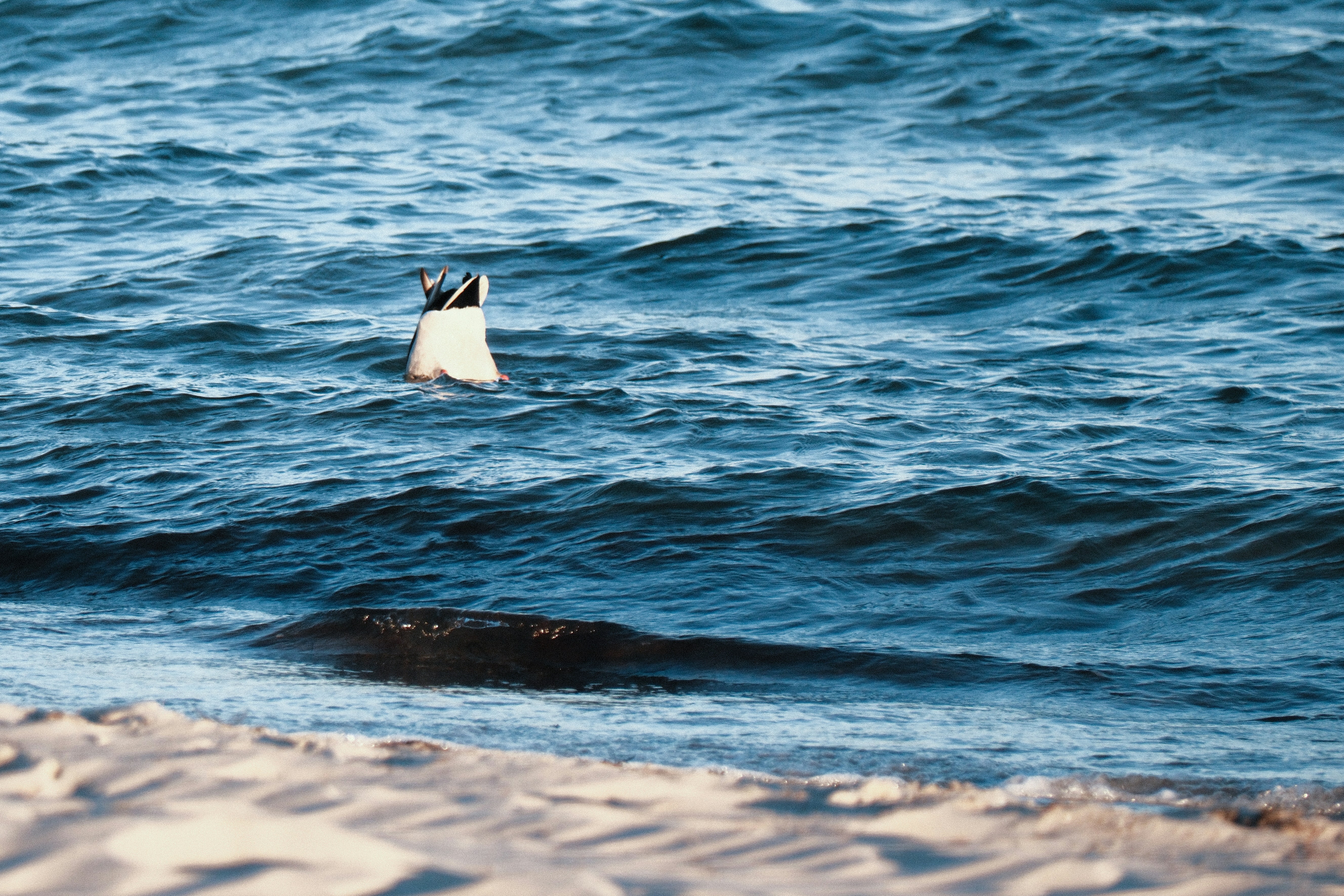 Un cigno che nuota nell'acqua blu dell'oceano.