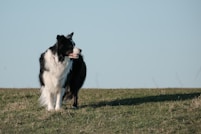 A border collie stands in a grassy field.