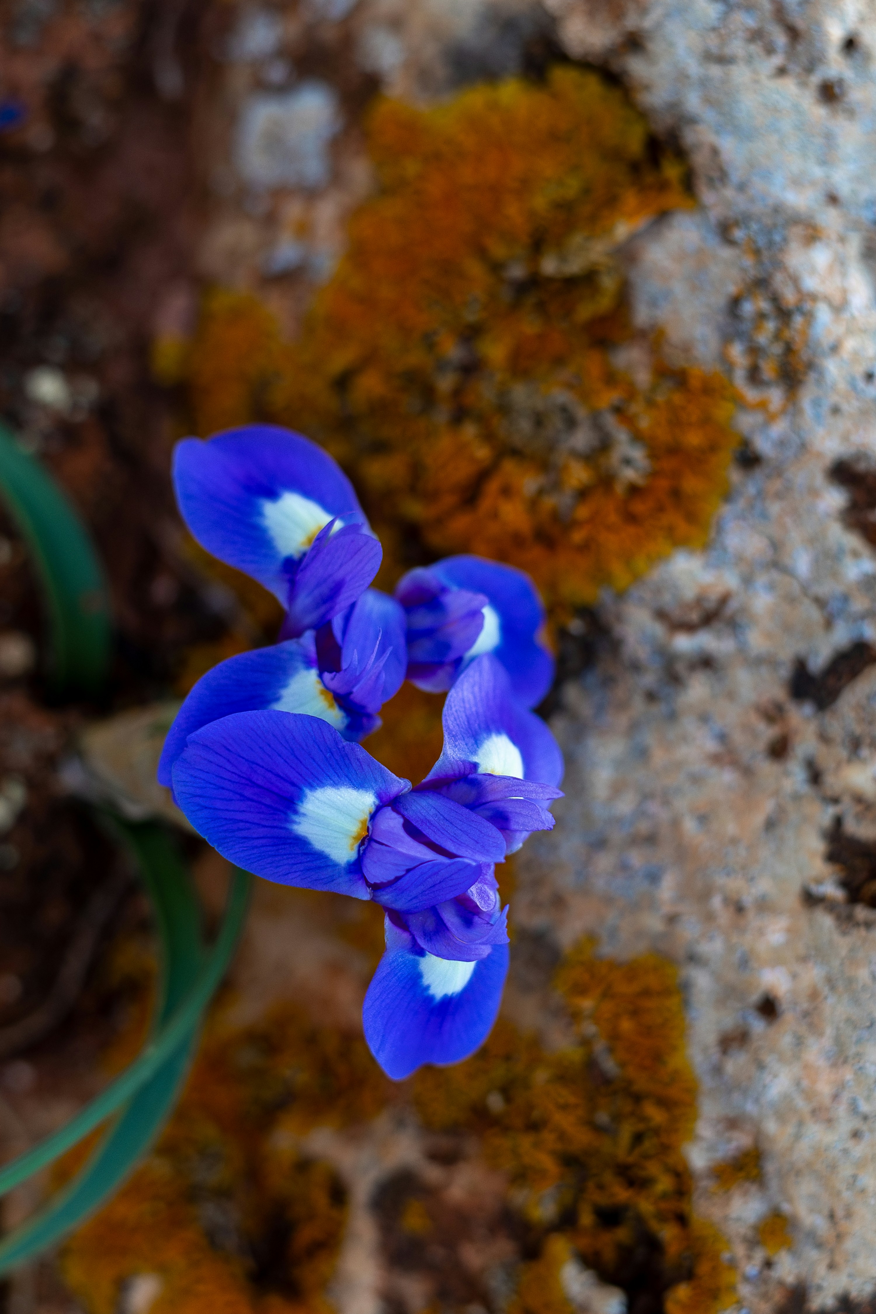 Florece una hermosa flor de iris azul.