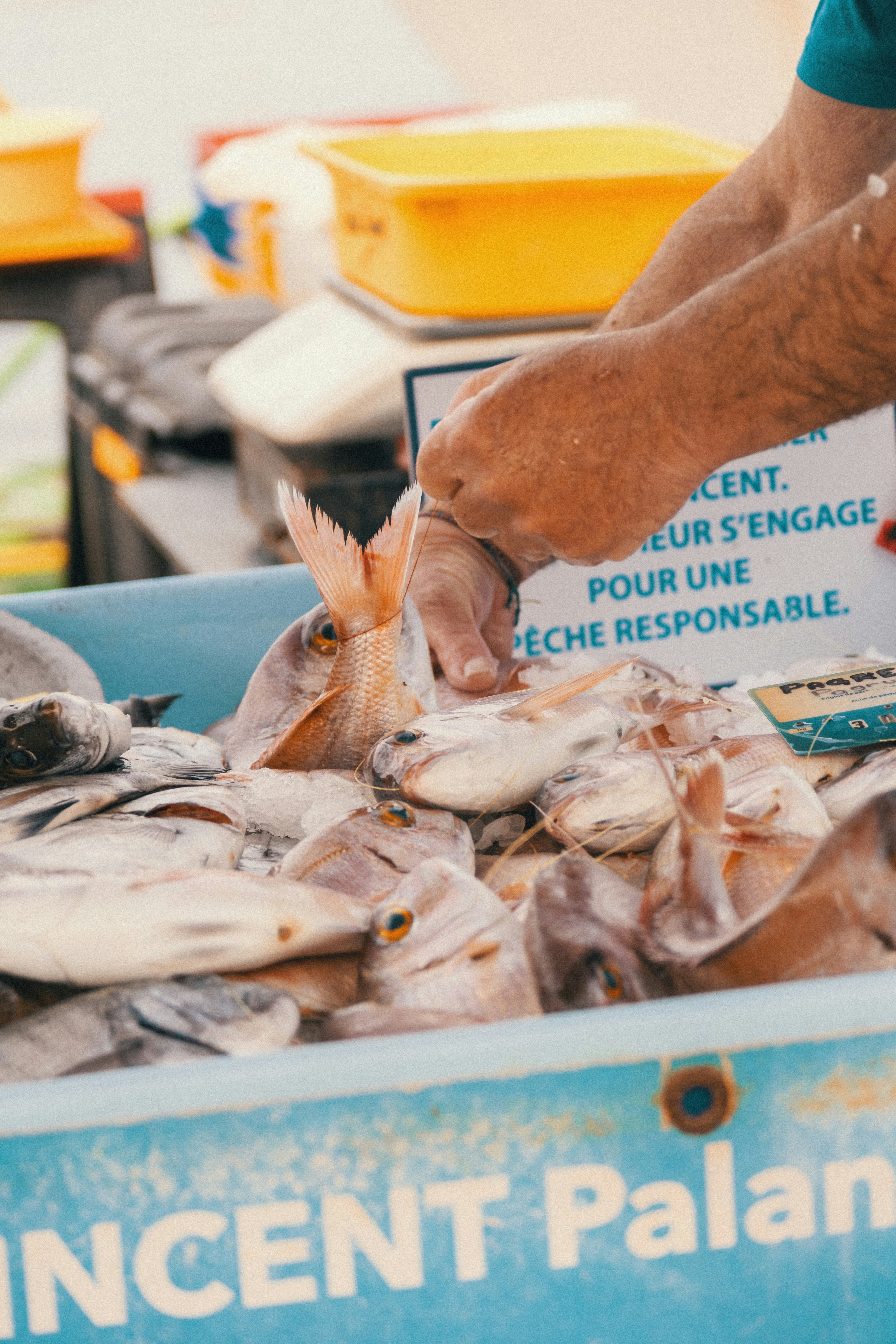 Sustainable Seafood Subscription Box