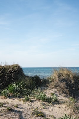 Sandy dunes and calm ocean horizon at Oregon Dunes National Recreation Area