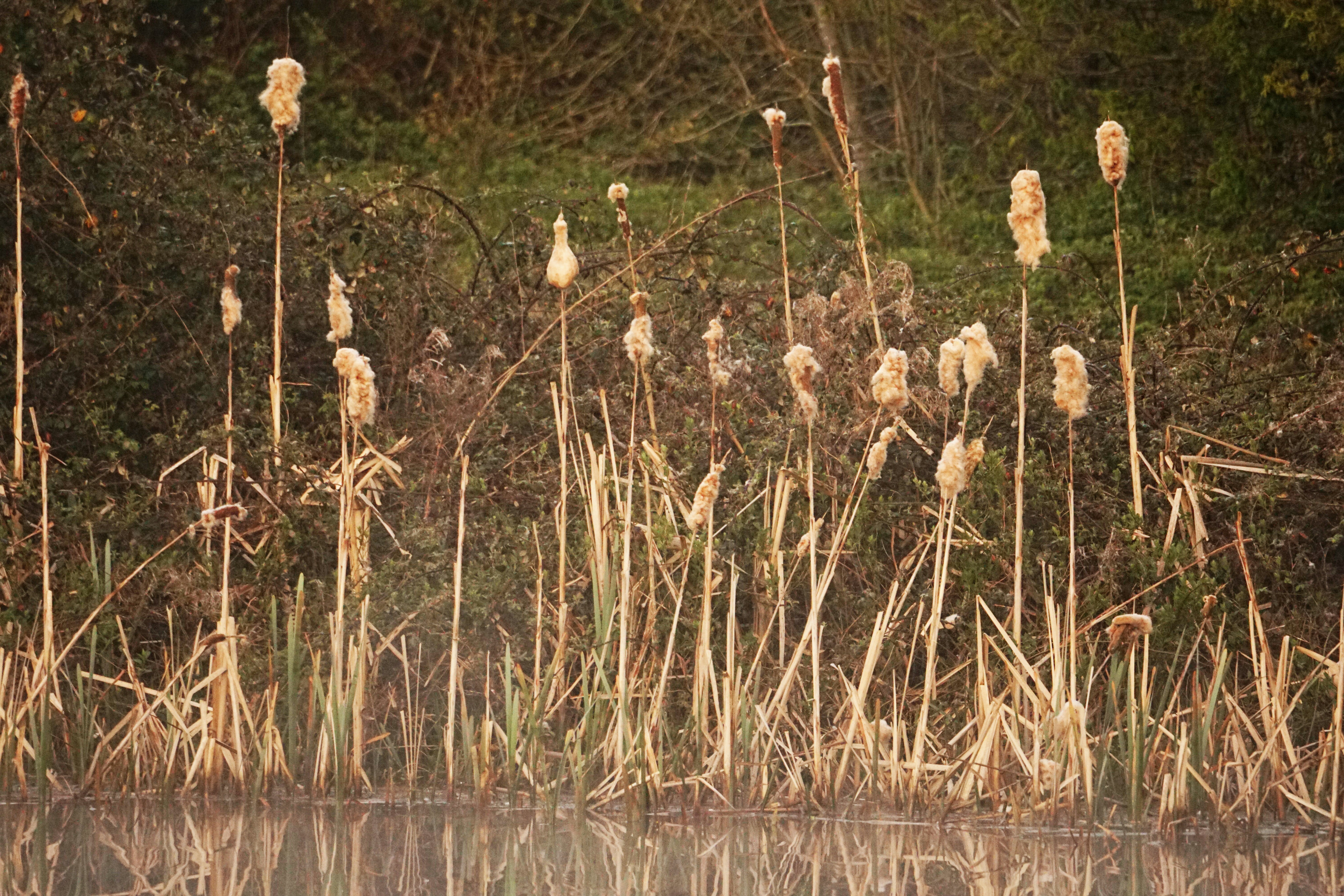 Tufted Bulrush