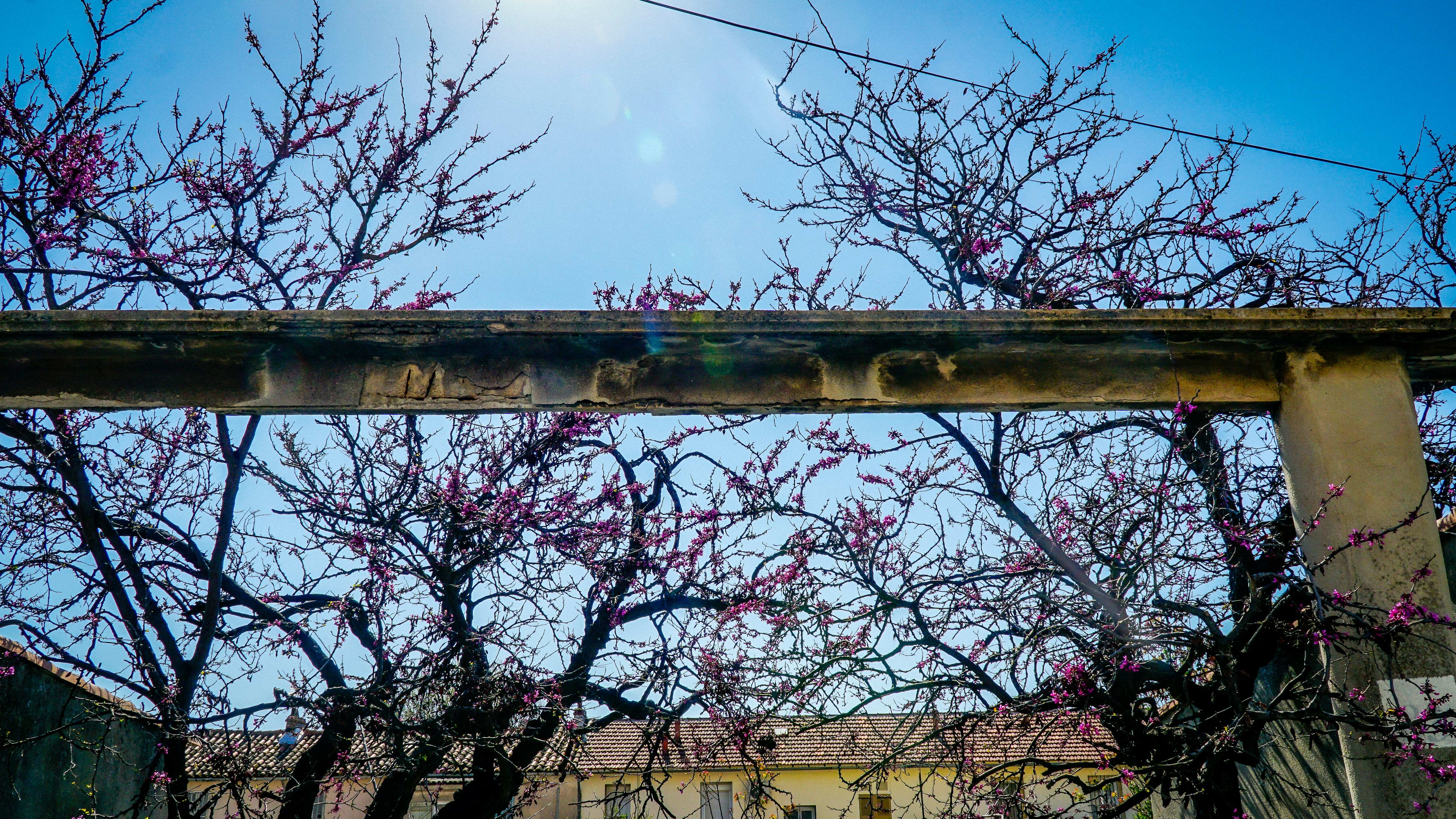 Spring blossoms along a city street in Italy