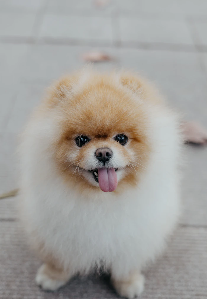 Pomerania