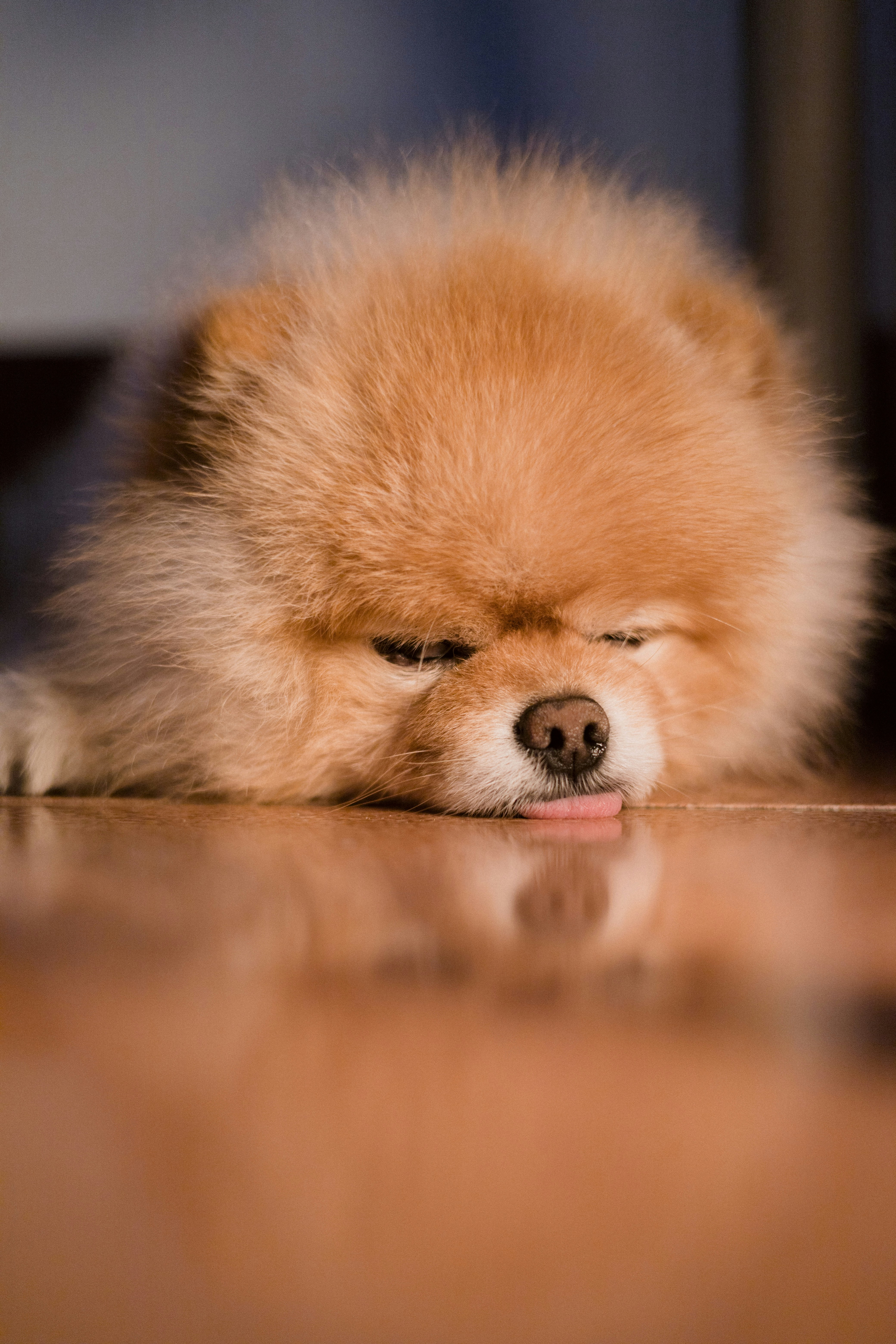 Sleepy pomeranian rests with its tongue out. photo – Free Animals Image on  Unsplash, image size:3000x4500
