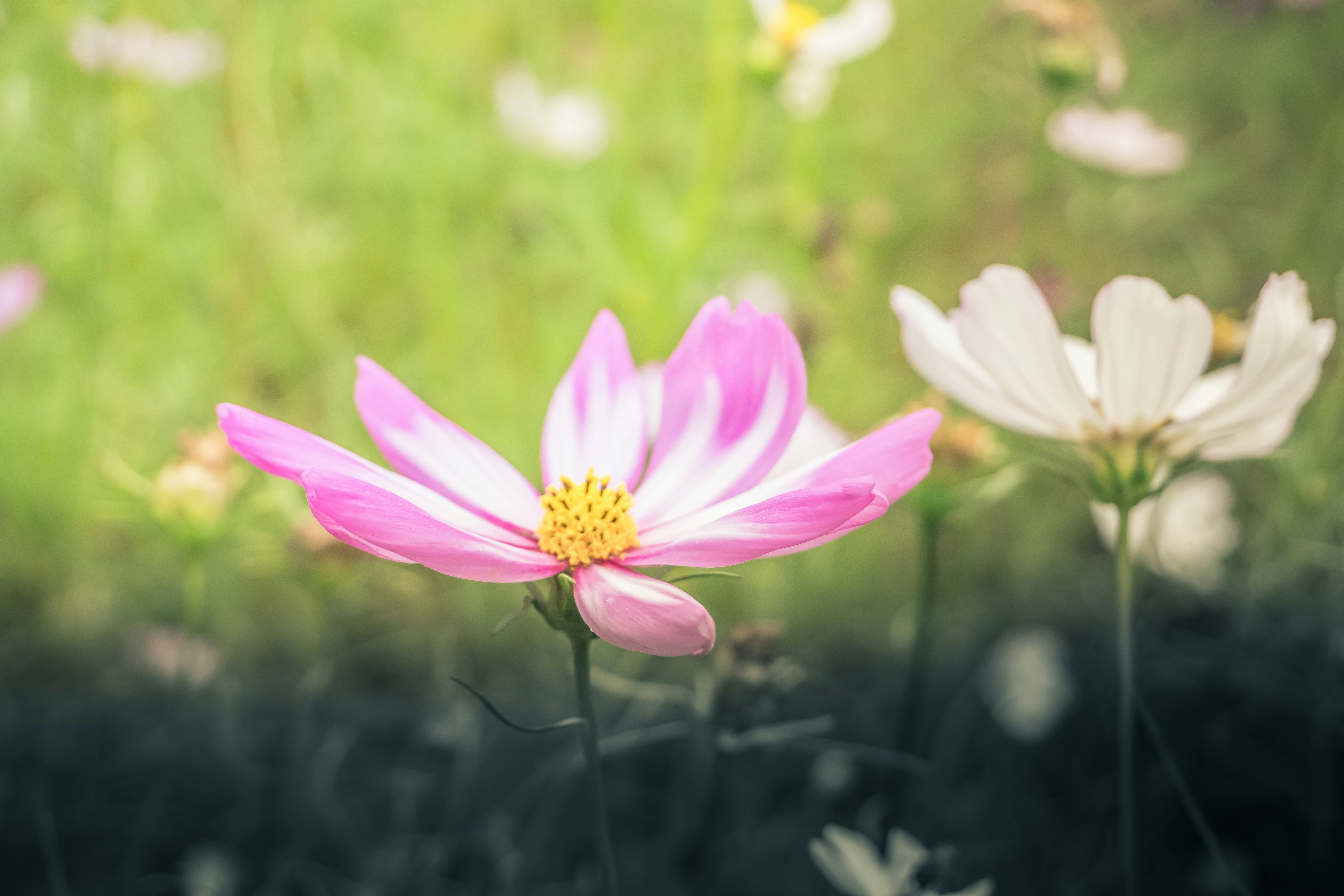 Photo by jaydinh1296