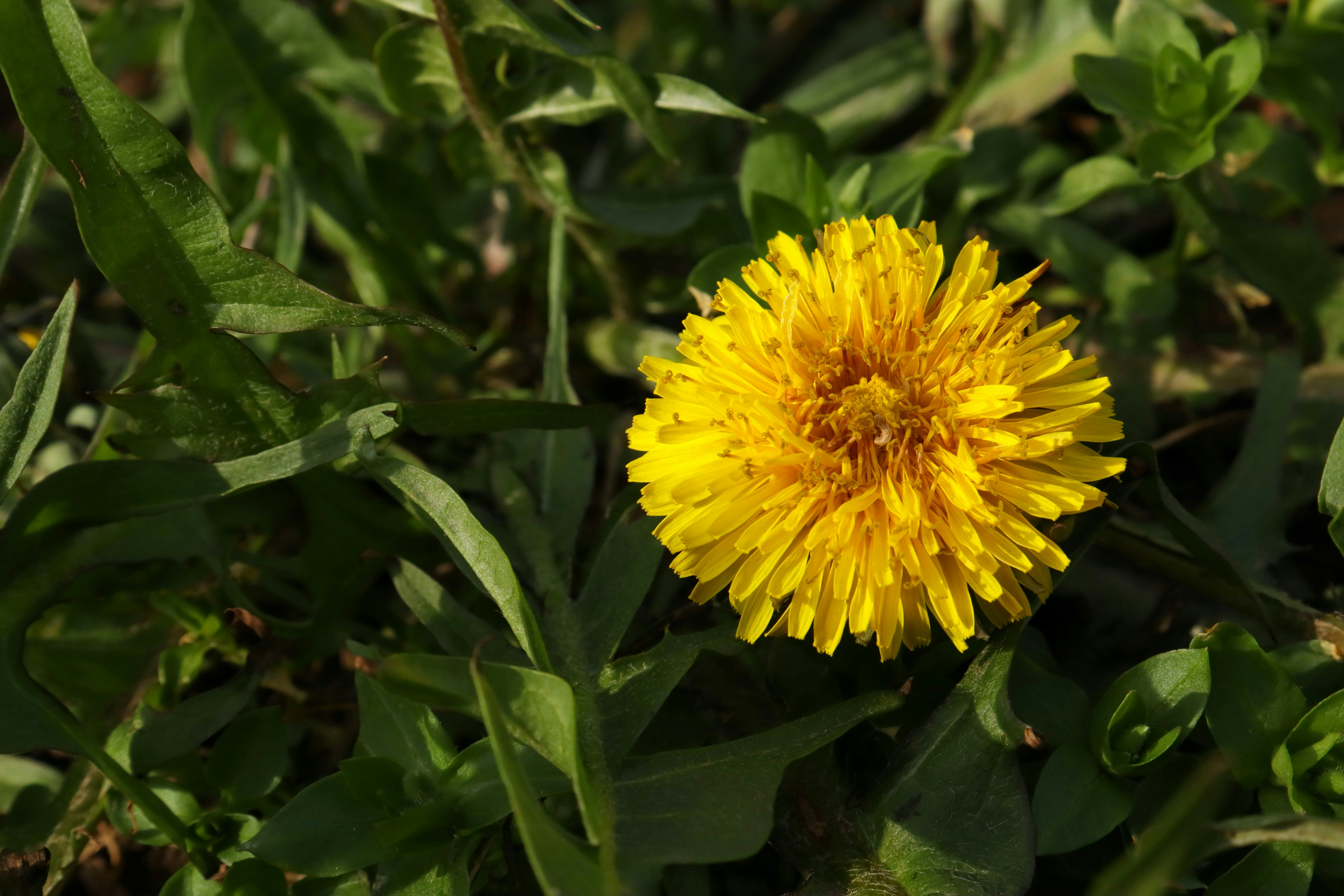 Photo by bored_mongoose