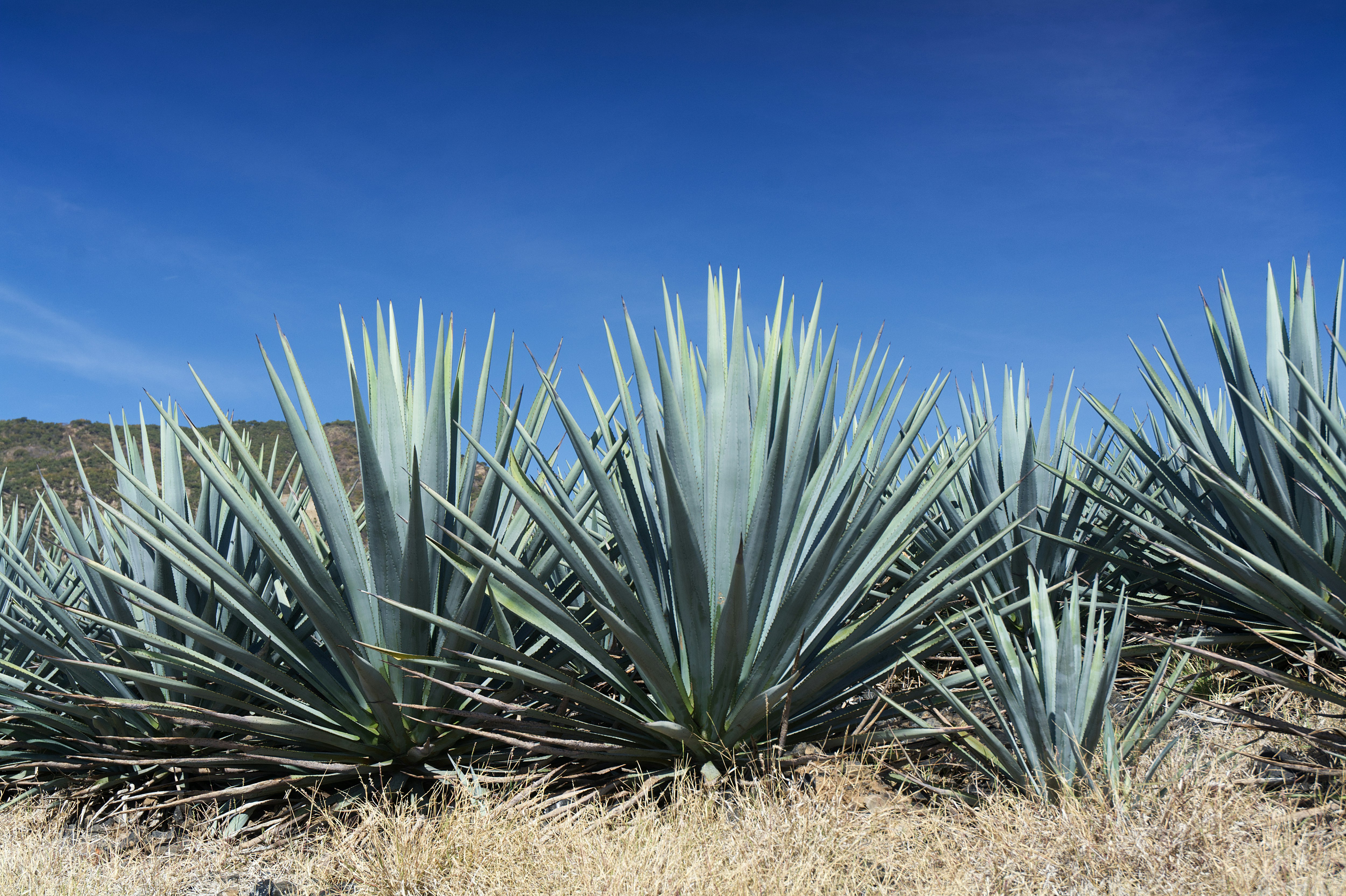 Plantación de agave 10