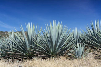 Agave plants thrive under a bright, blue sky