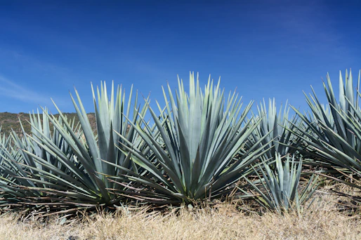 Agave plants thrive under a bright, blue sky