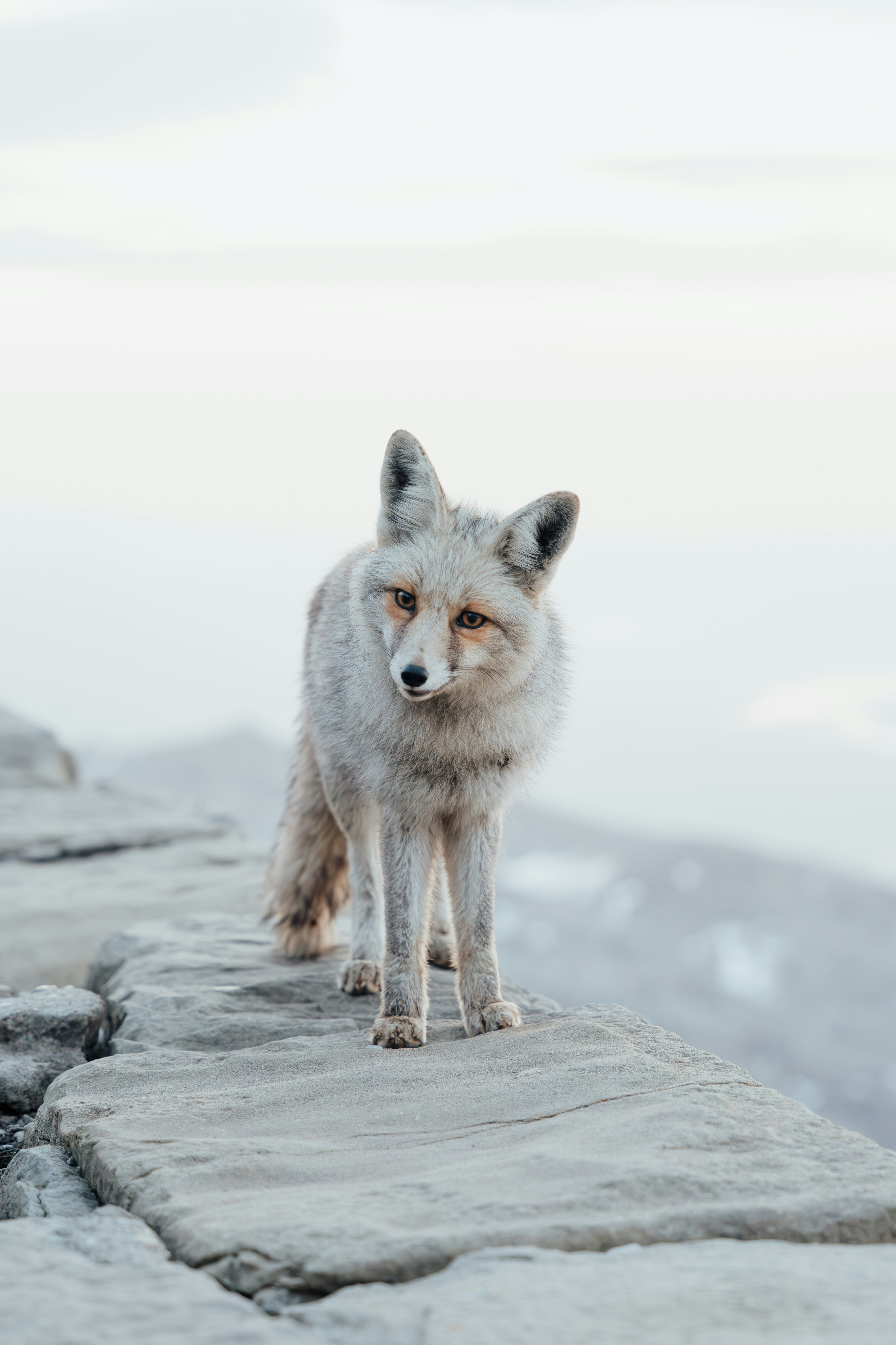 A gray fox stands on a rock overlooking a mountain.