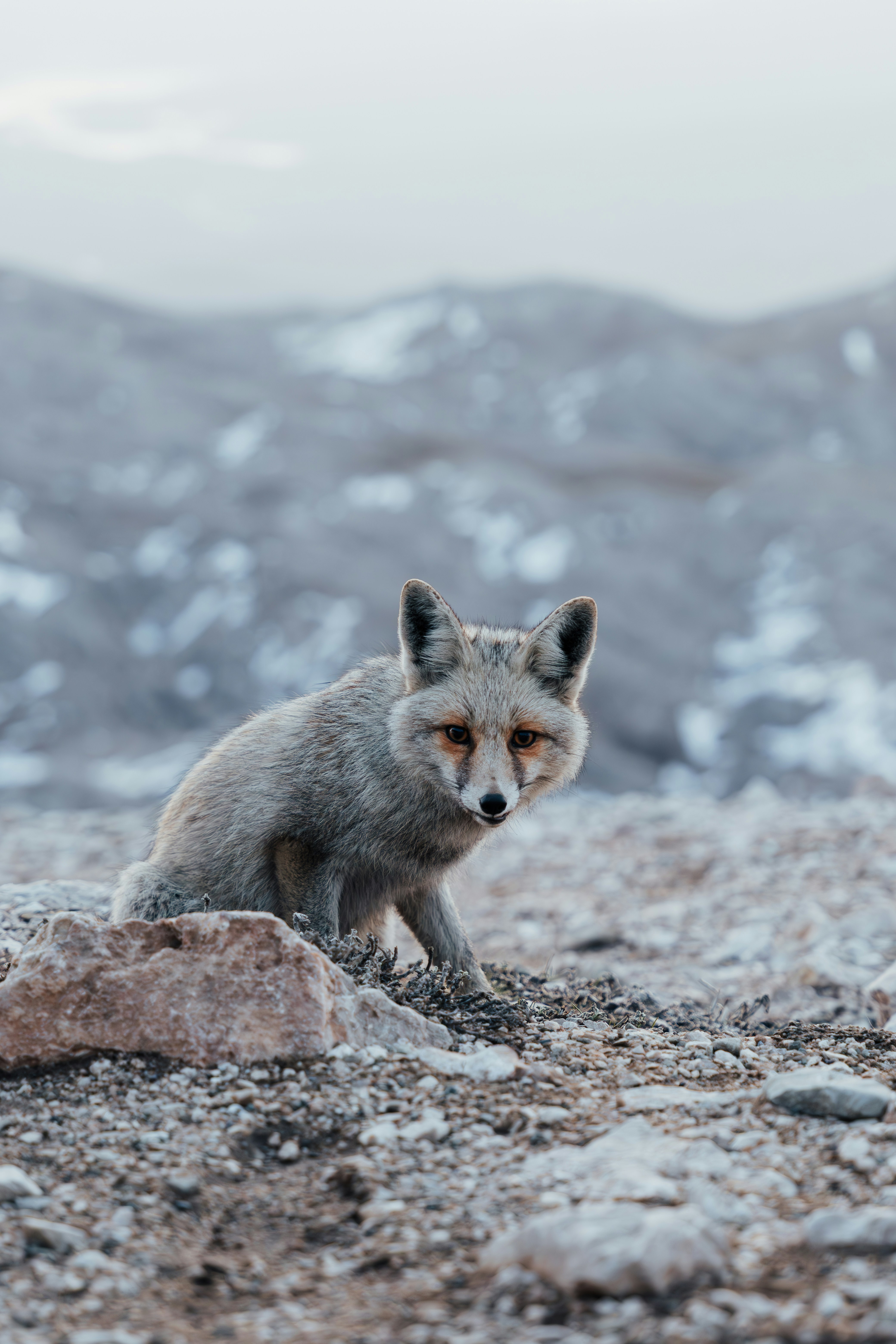 A fox sits alert, staring straight at the viewer.