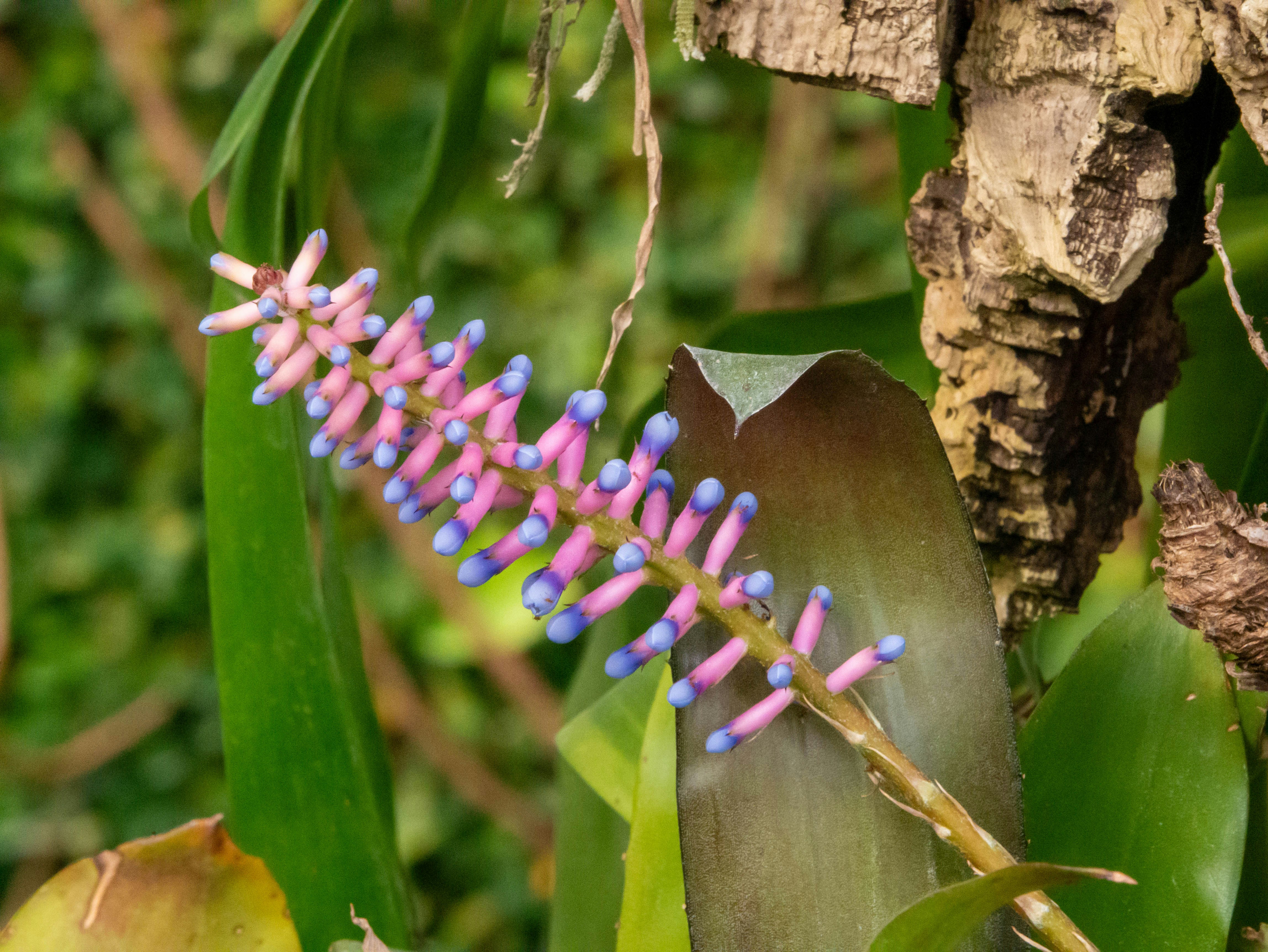 Una espiga de flor rosa y azul florece maravillosamente.