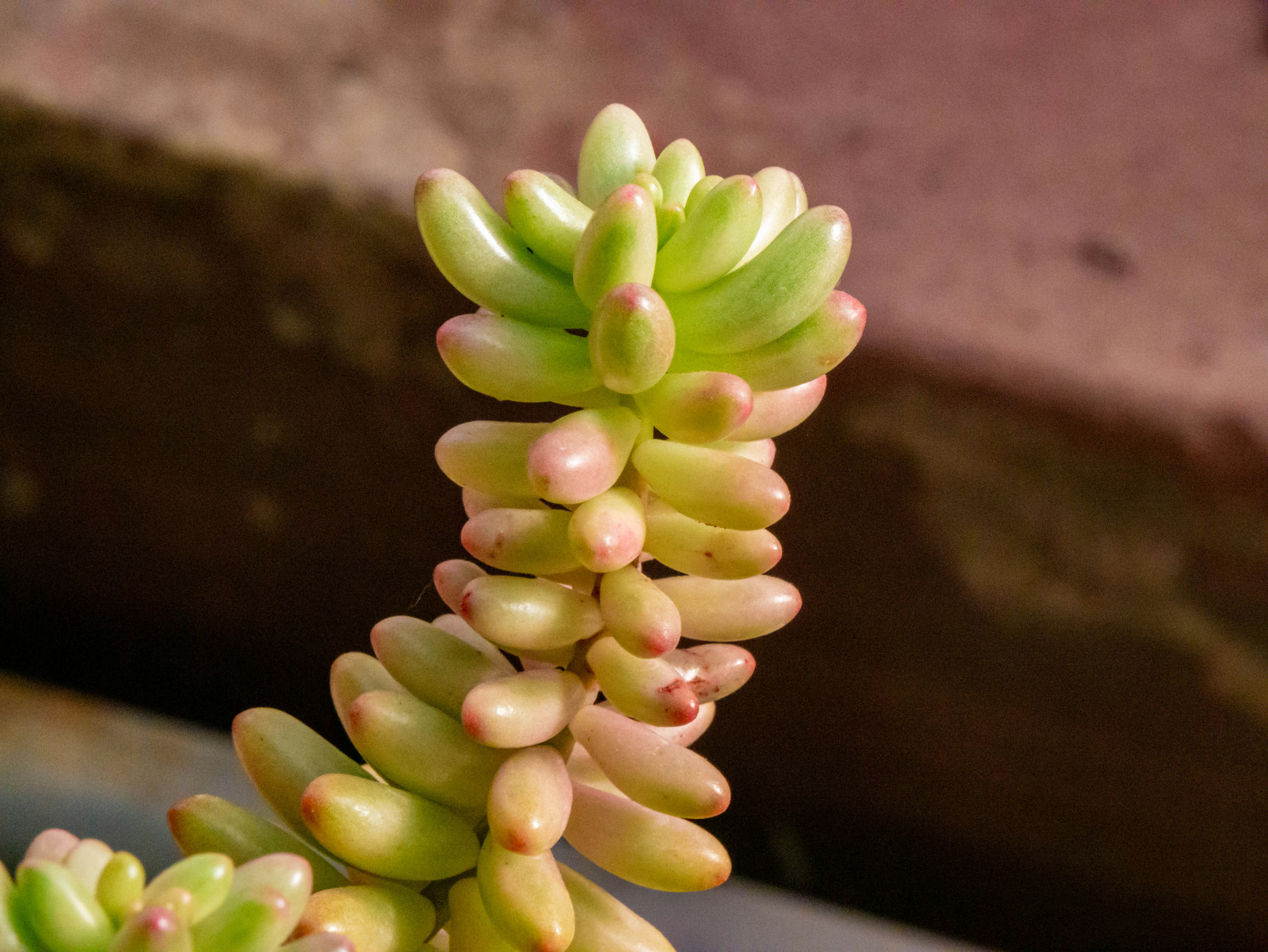 Una planta suculenta luce sus coloridos segmentos.