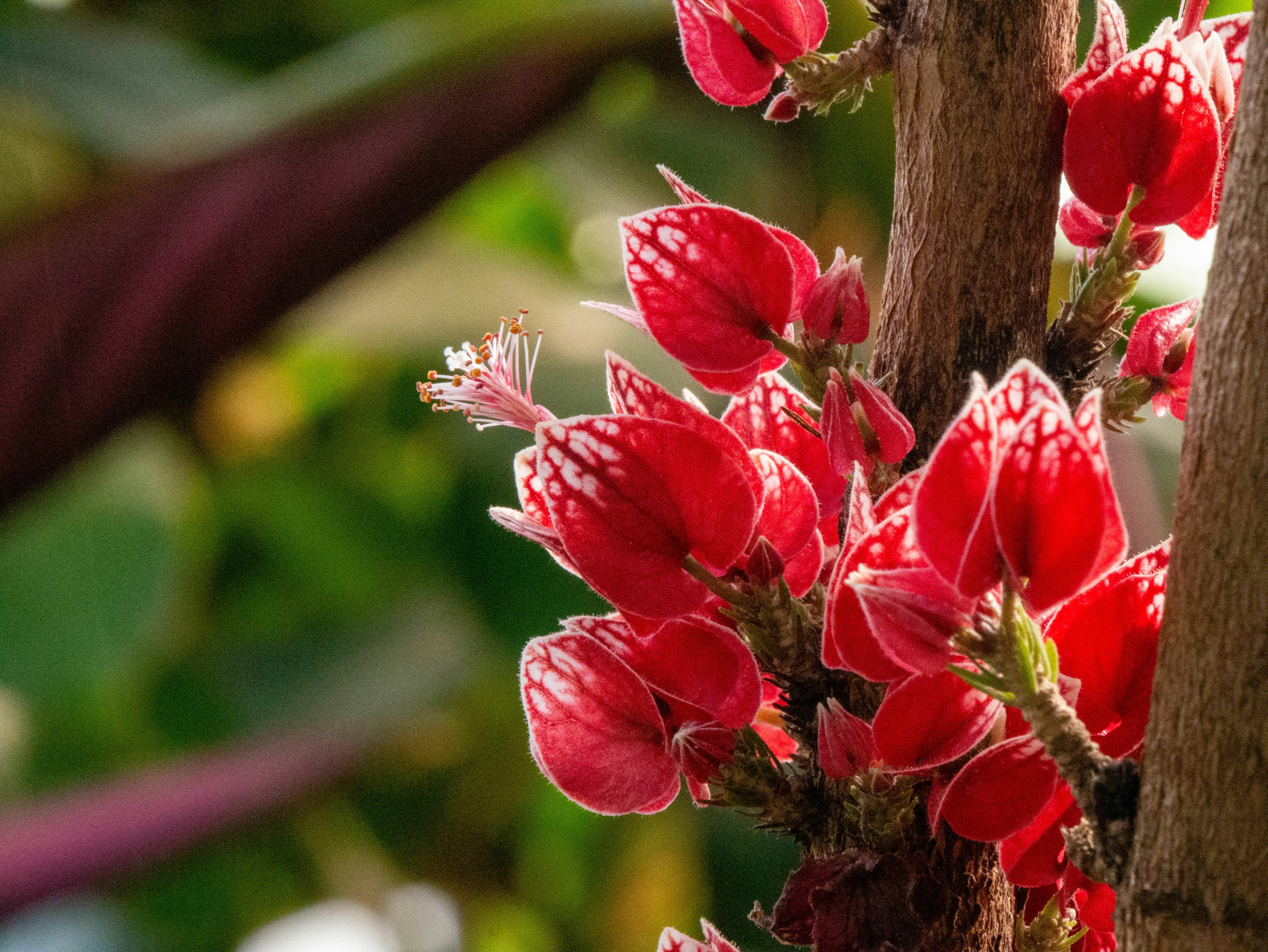 Las flores de color rojo brillante florecen en la rama de un árbol.