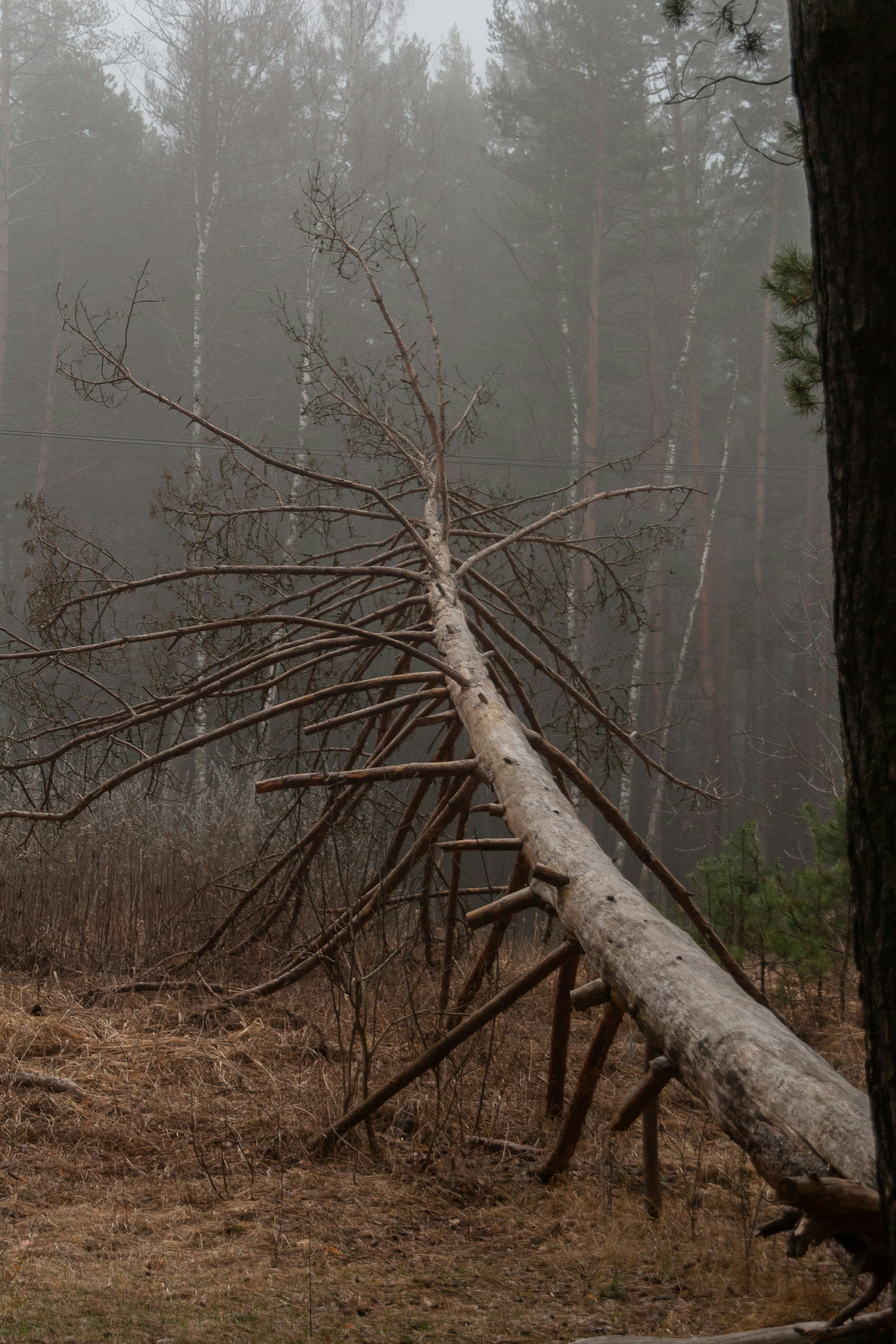 Photo by kulikovnik2