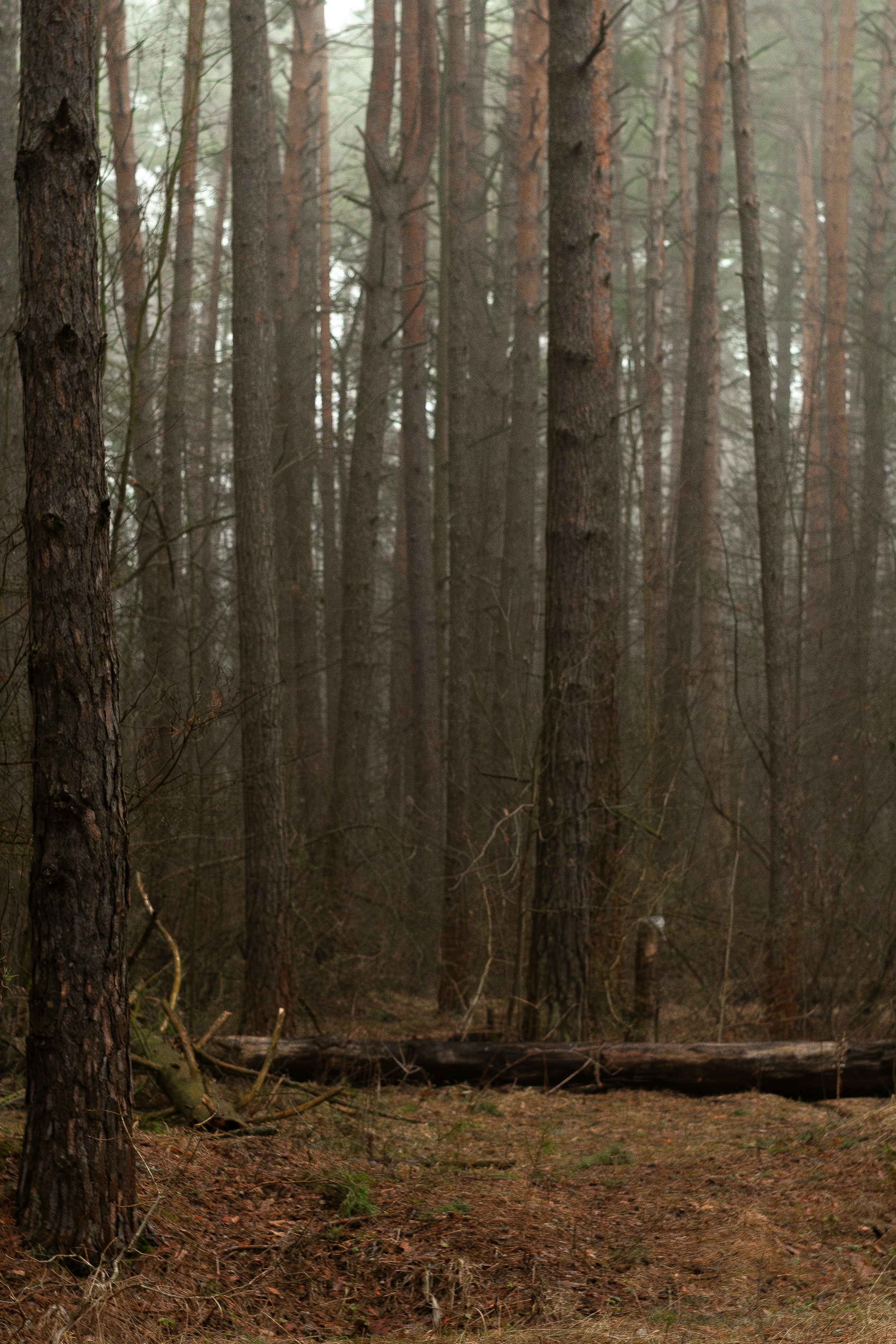 Photo by kulikovnik2