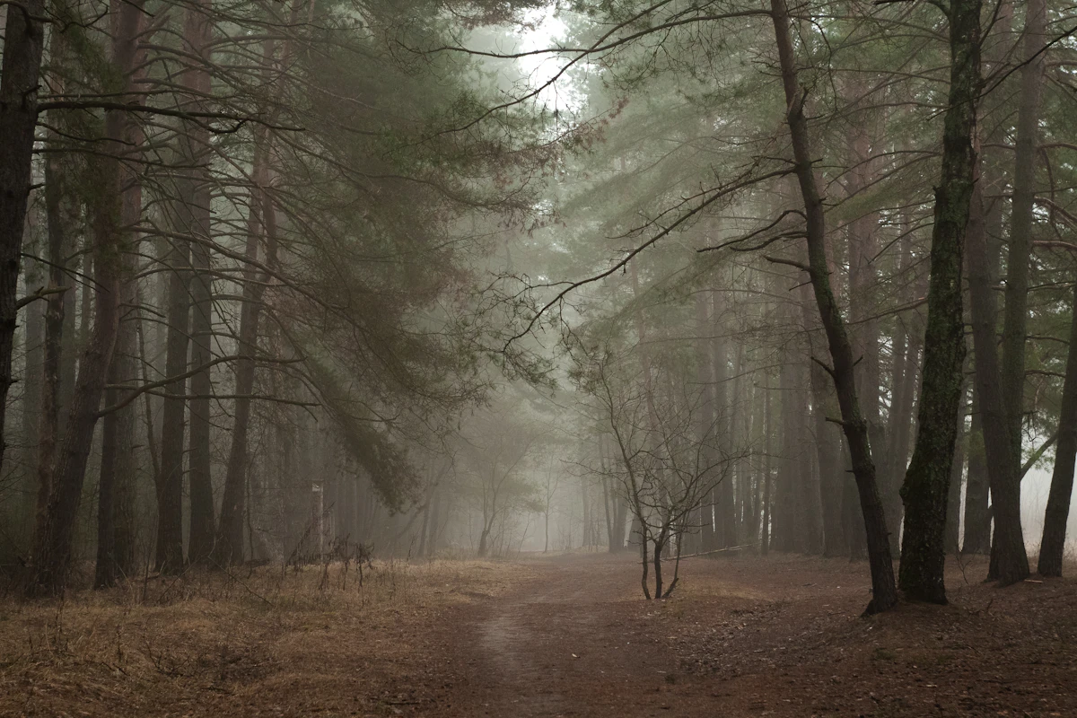 A foggy forest path disappearing into the distance