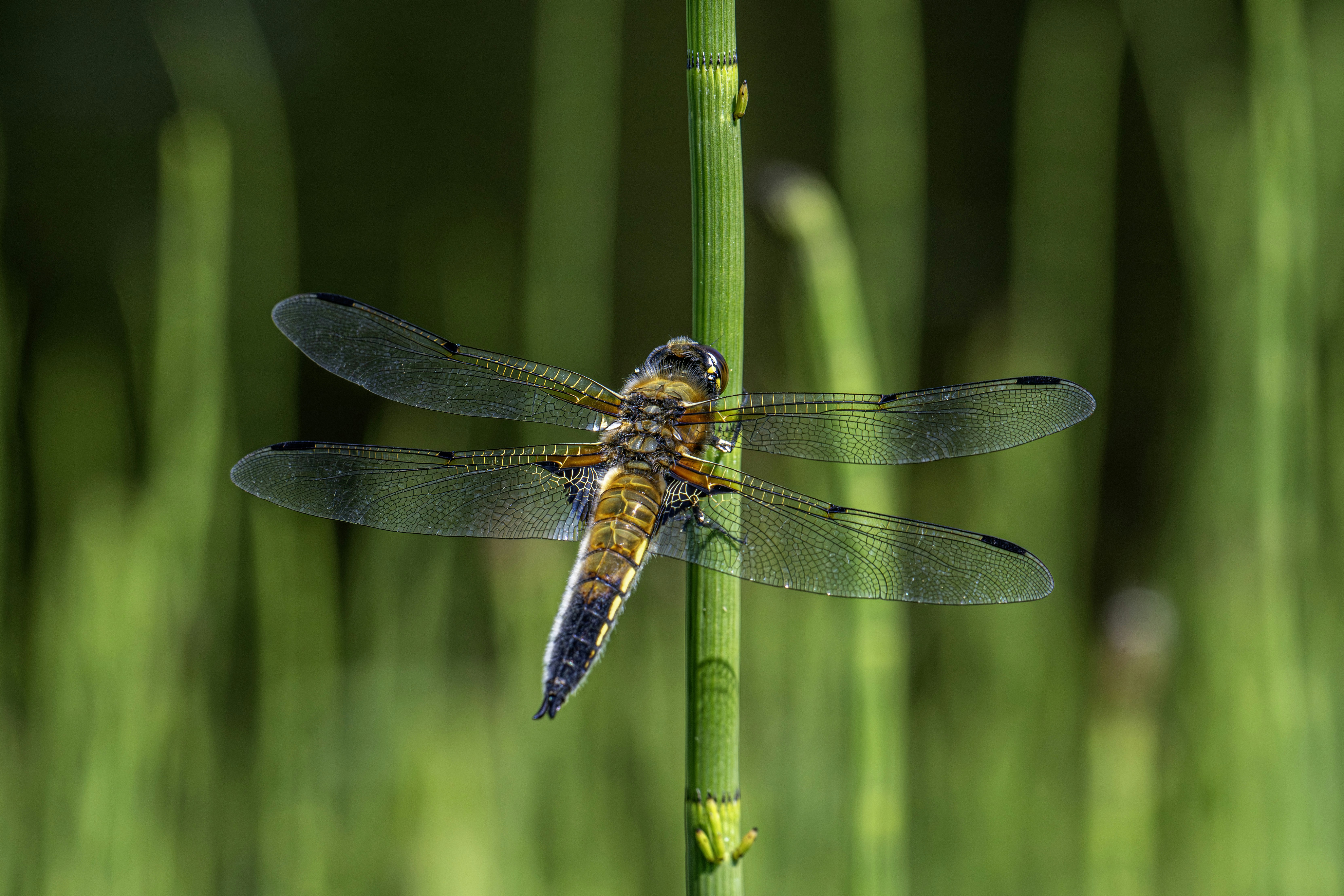 Photo by erik_karits