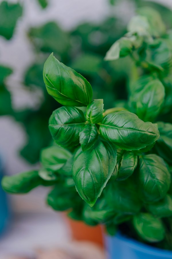 Basil in a home garden