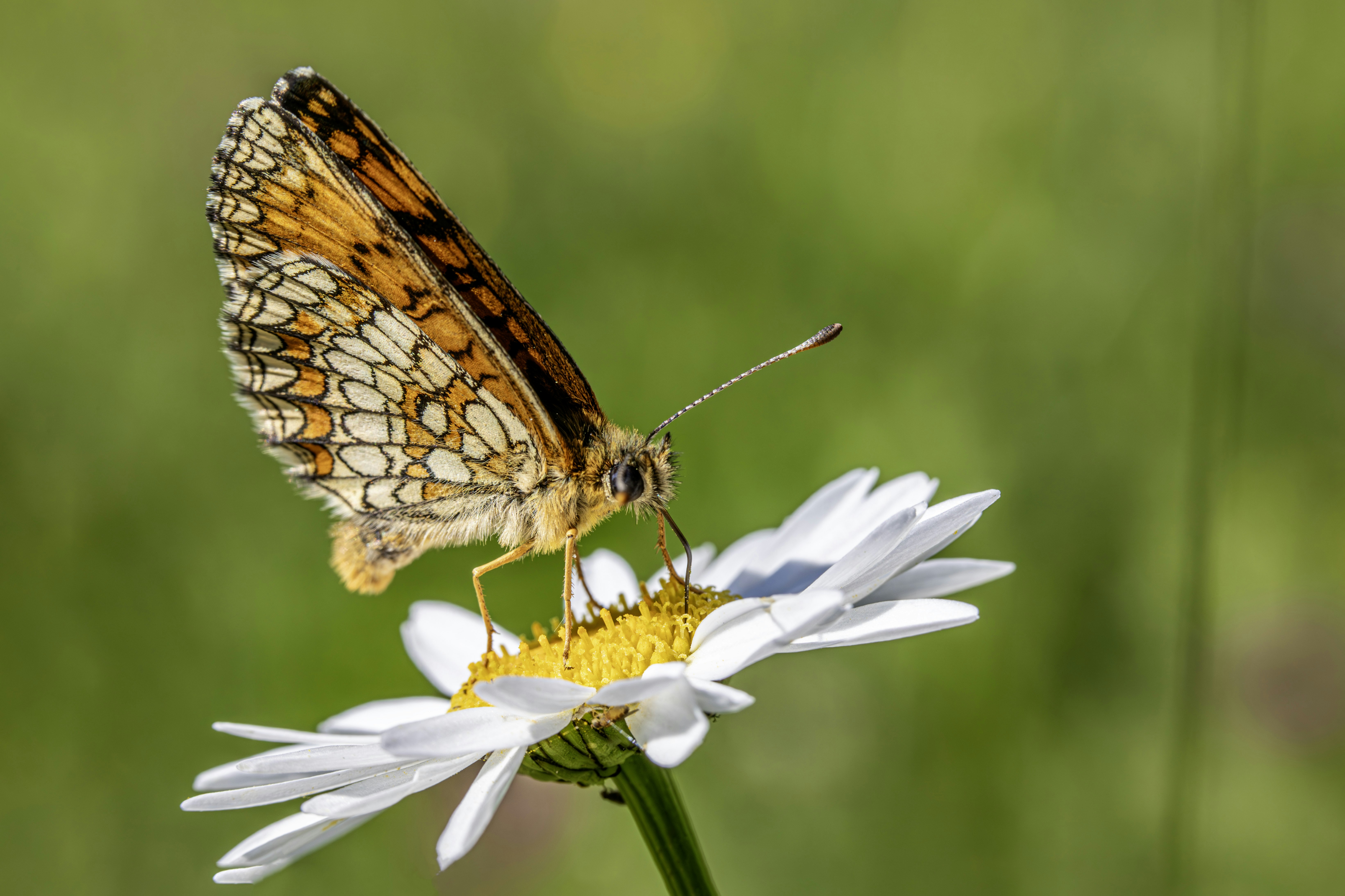 Photo by erik_karits