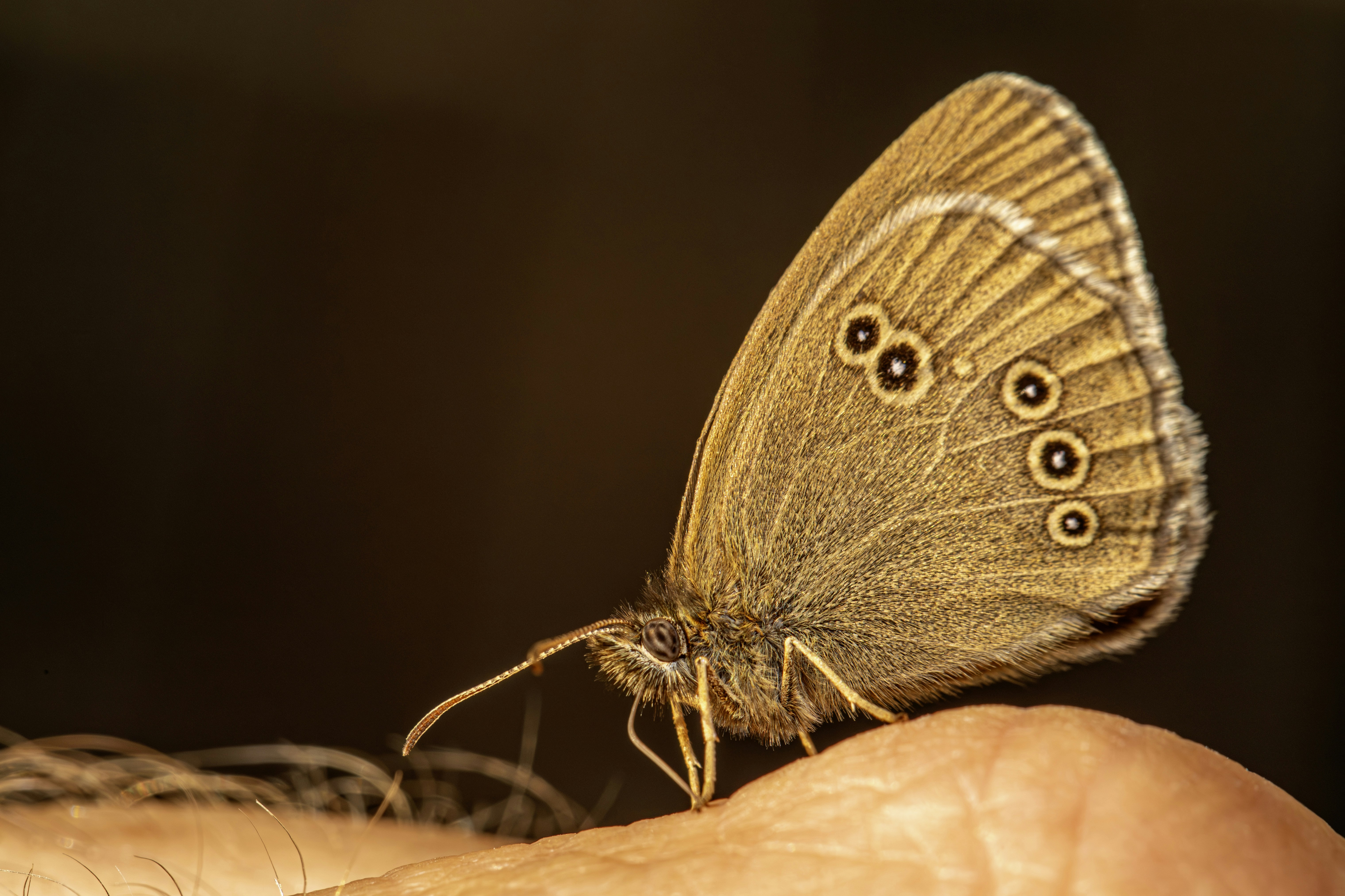 A butterfly perches on a human hand.