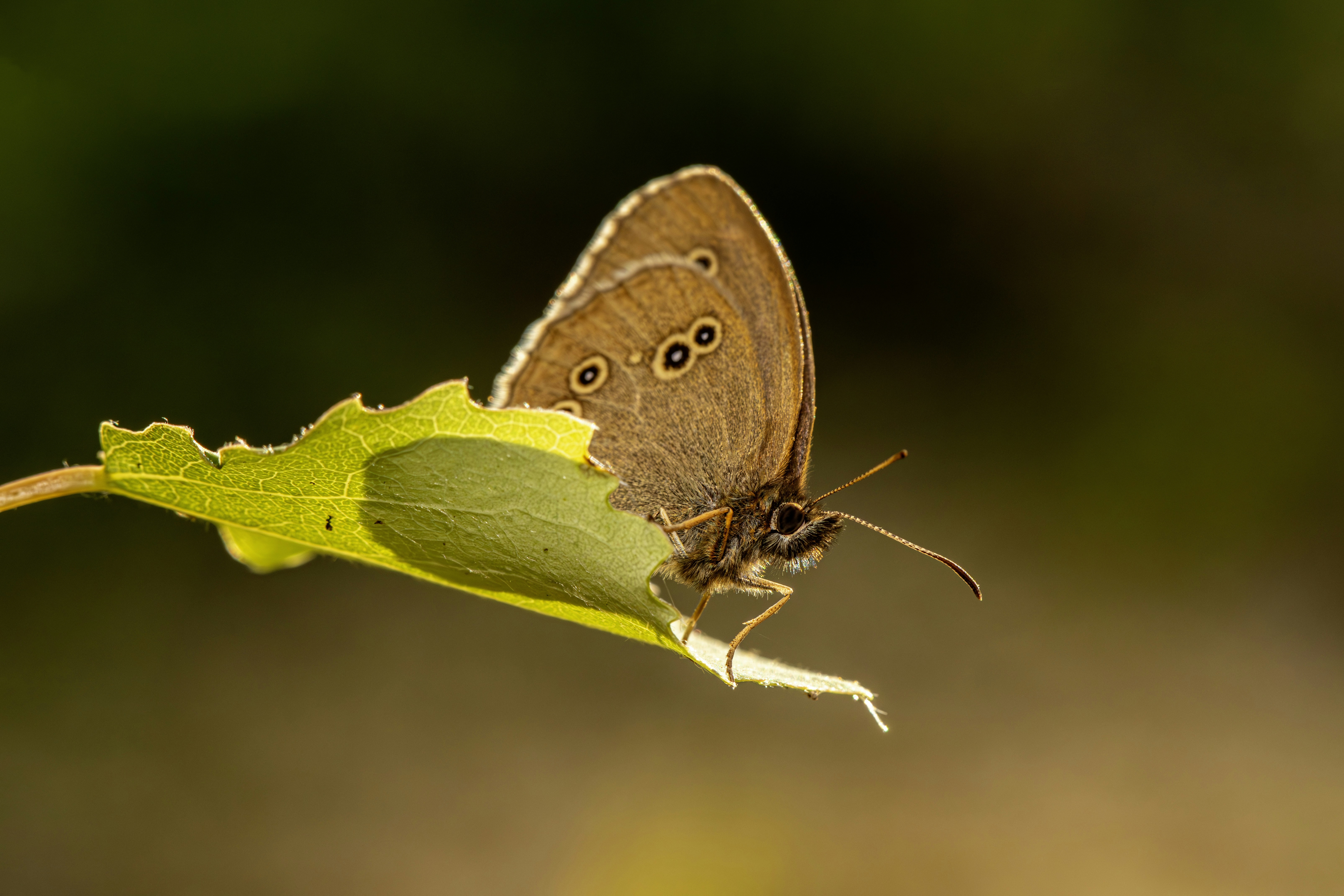 Photo by erik_karits