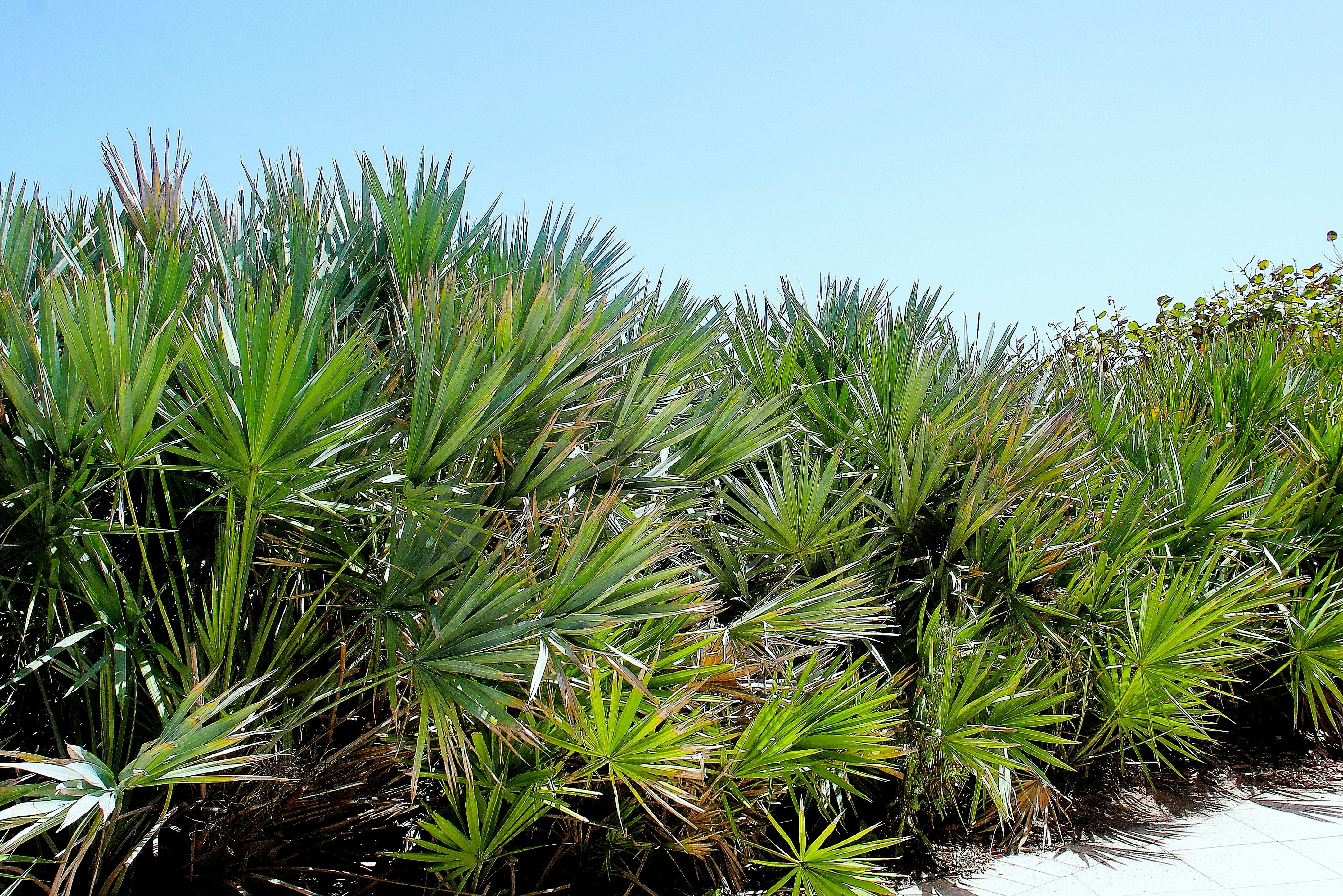 호야 카르노사 바리에가타 - Palm trees and clear blue sky.