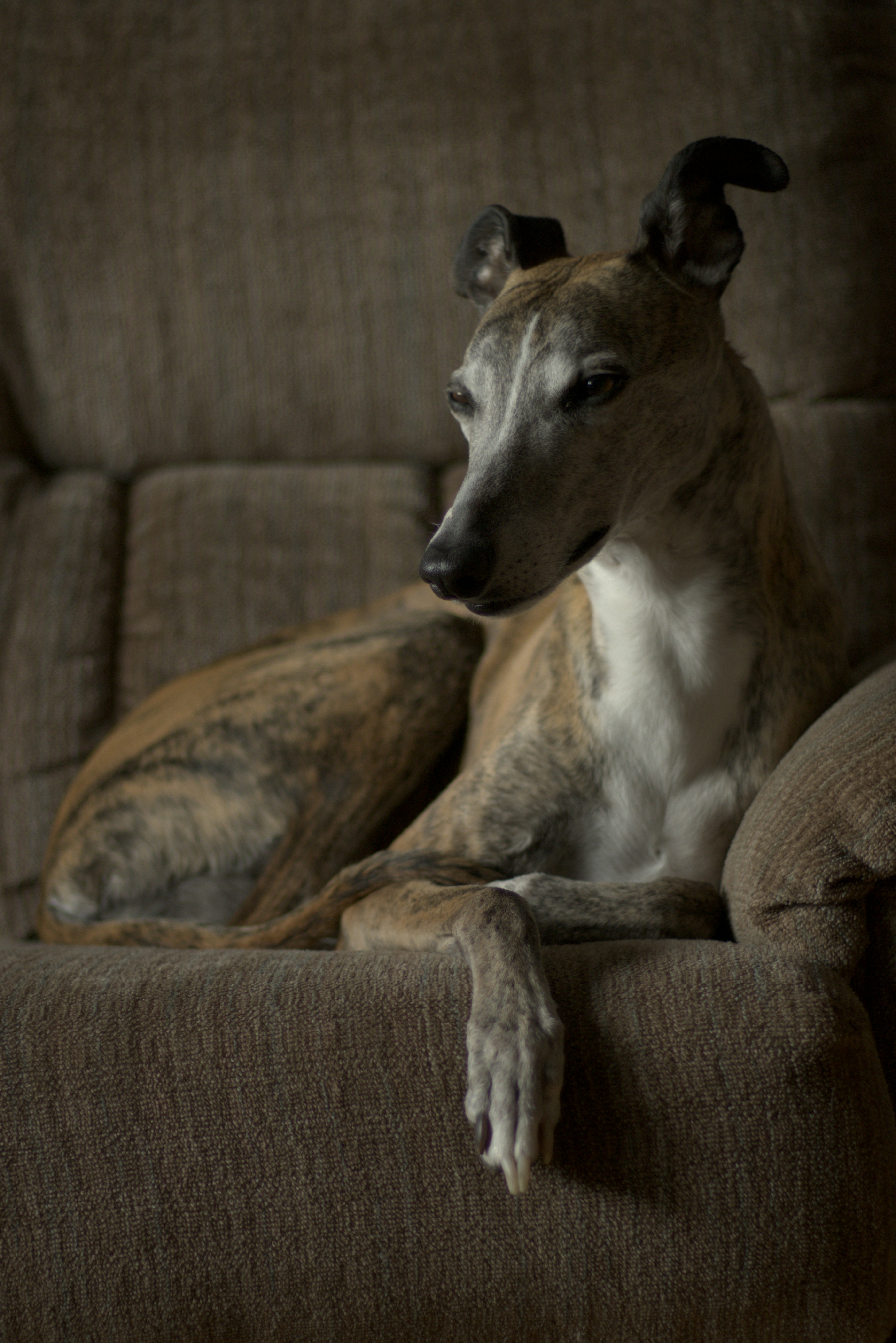 17. The Respectful Whippet: Fast Friends, Soft Souls (image credits: unsplash)