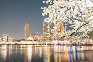Cherry blossoms bloom over a city skyline at night.