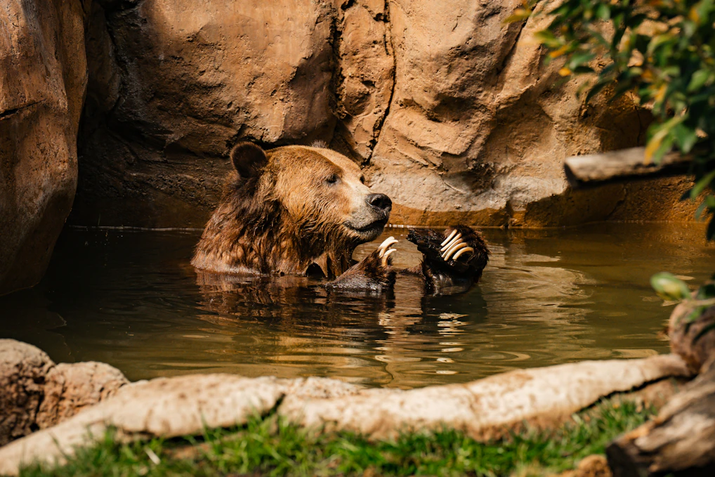 A grizzly bear cools off in a pond.