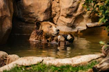 A grizzly bear cools off in a pond.