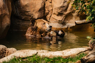 A grizzly bear cools off in a pond.