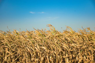 A cornfield stands tall under a blue sky.