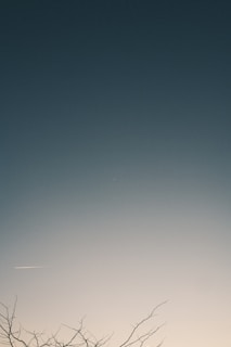The clear blue sky contains a plane and some branches.