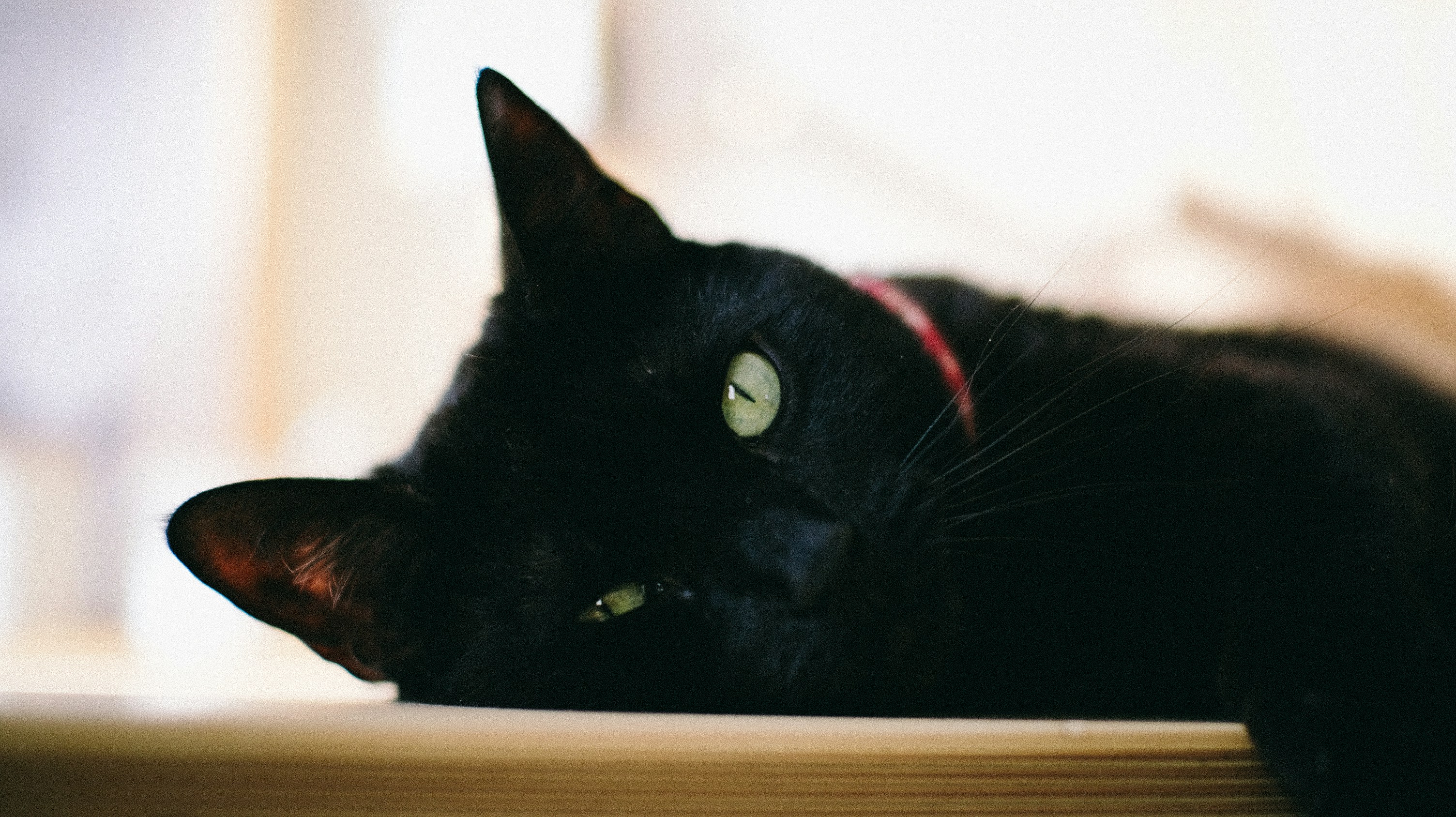 A relaxed black cat with green eyes.