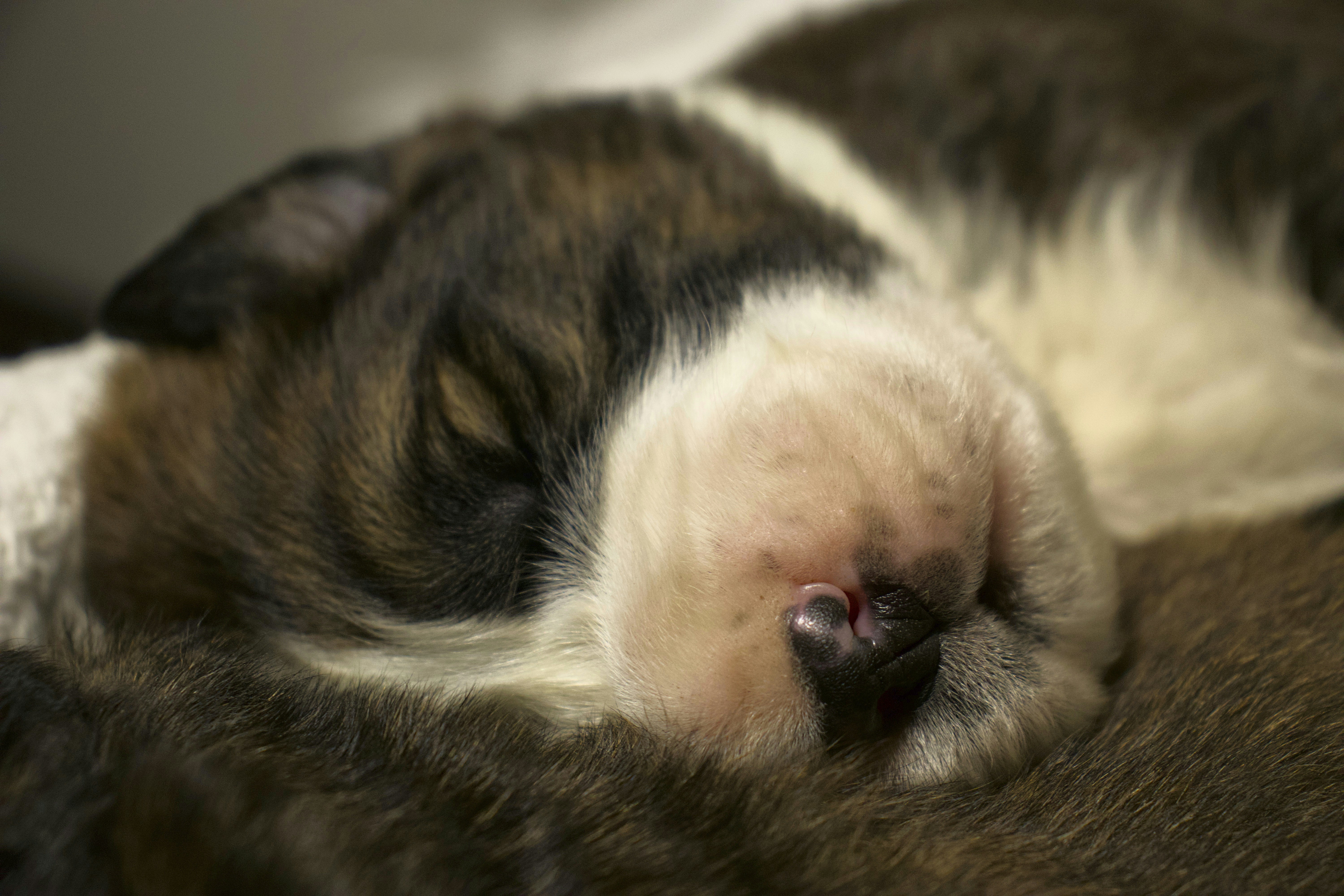 A sleeping puppy snuggles in for a nap.