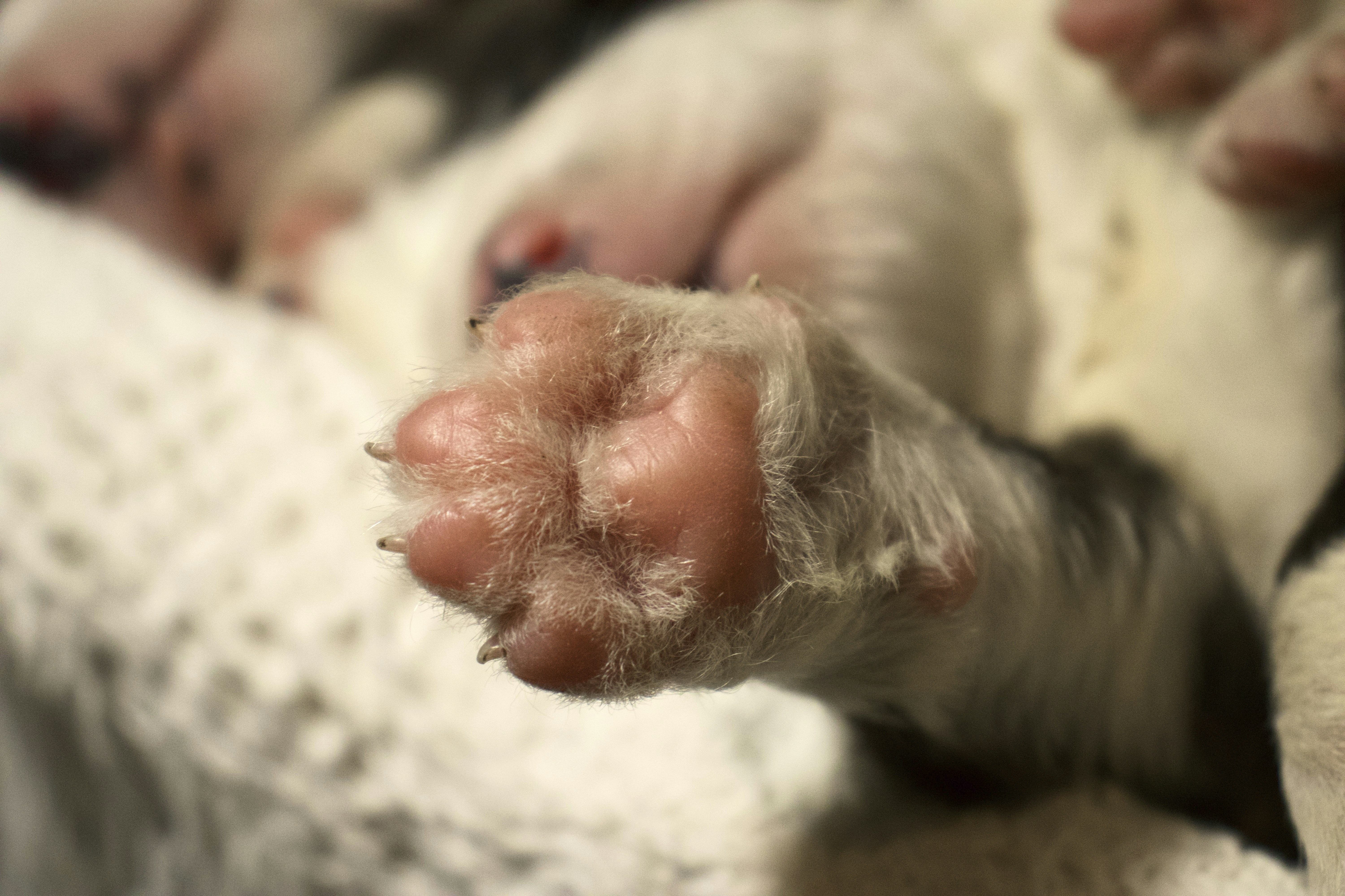 Swift Action Taken to Combat Foot-and-Mouth Disease Outbreak