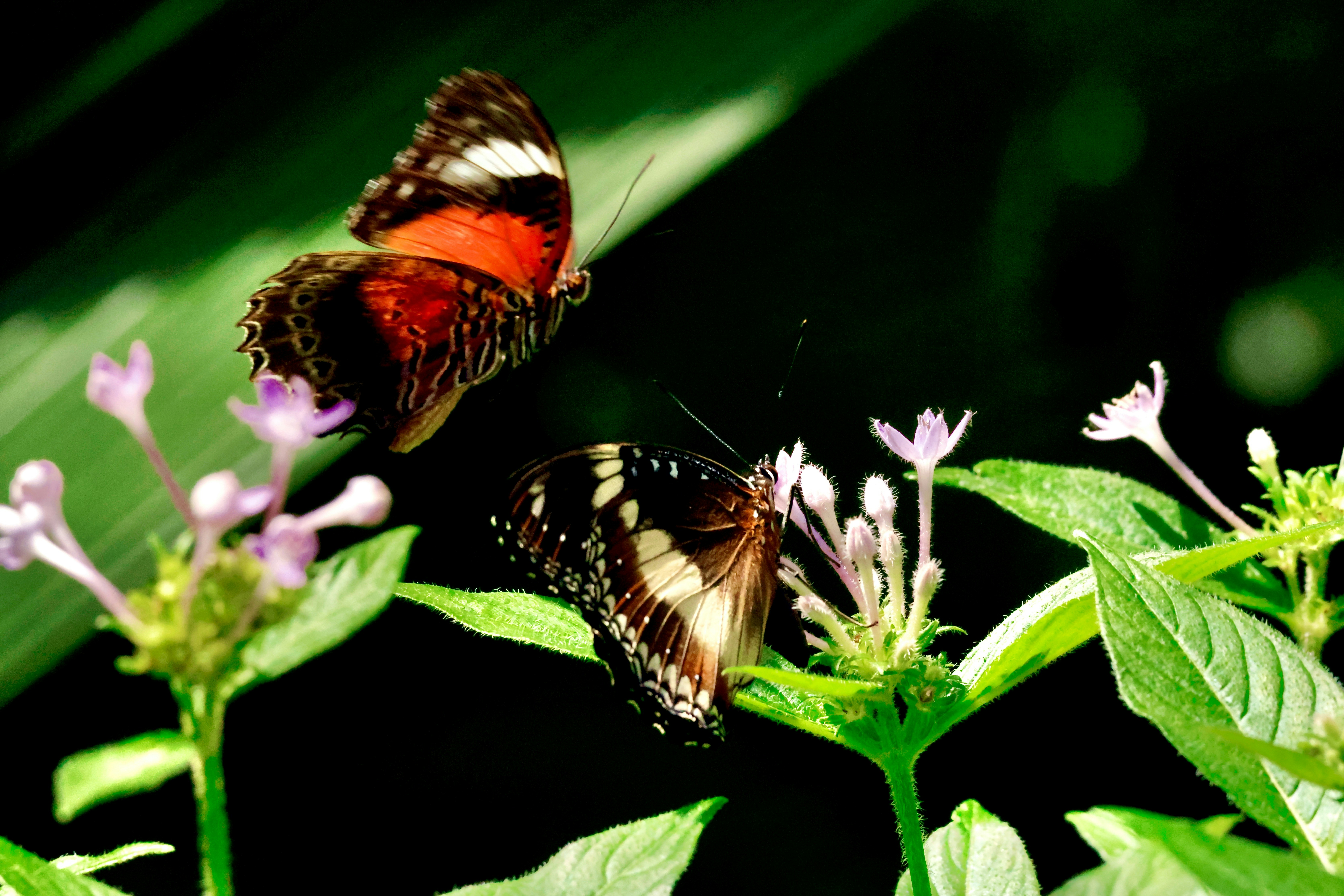 Butterflies flutter around flowering plants. photo – Free Green 