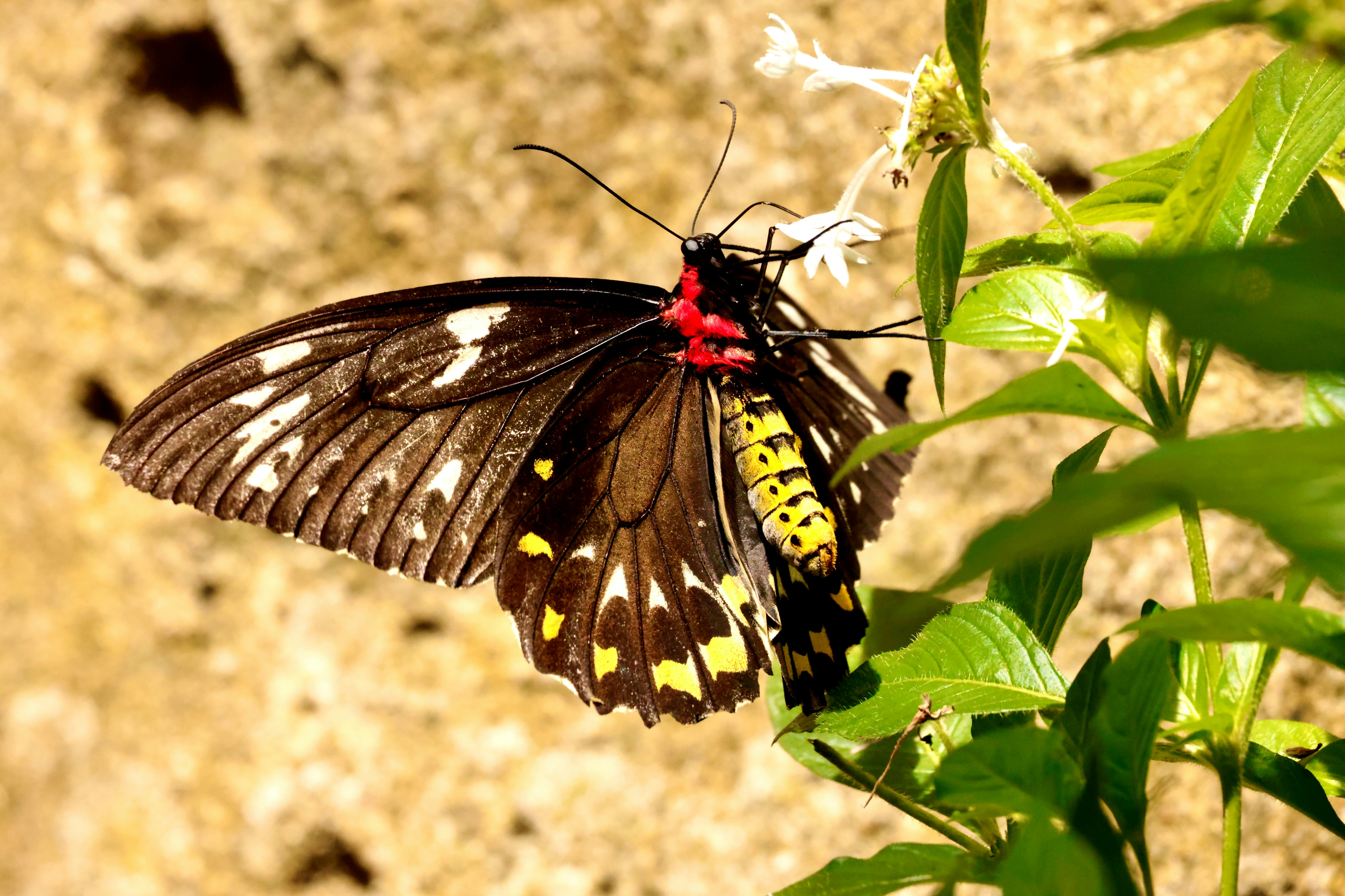 A colorful butterfly rests on a flower.