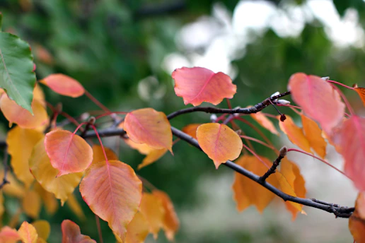 Colorful fall leaves adorn tree branches.