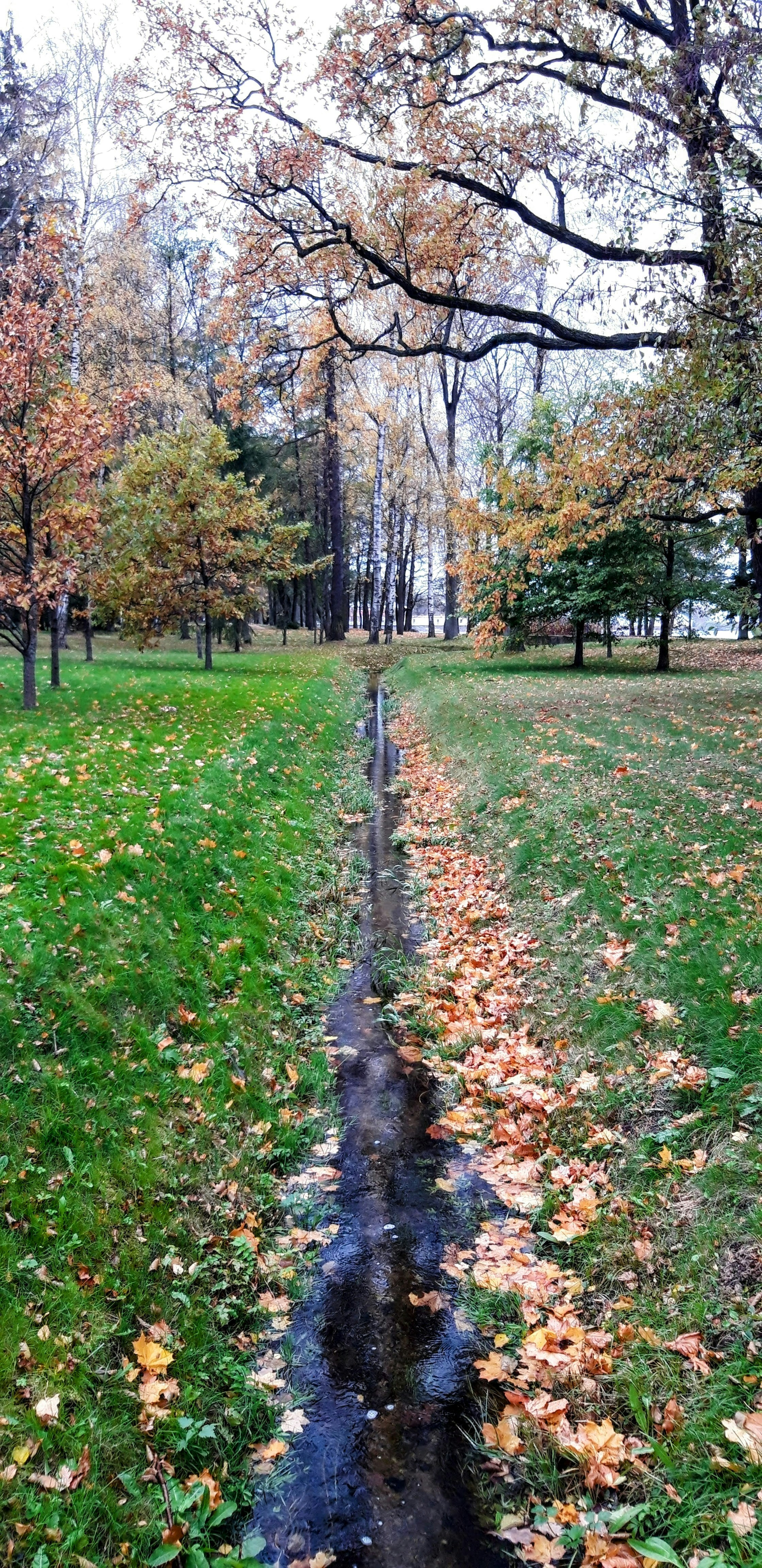 Un estrecho arroyo atraviesa un parque en otoño.