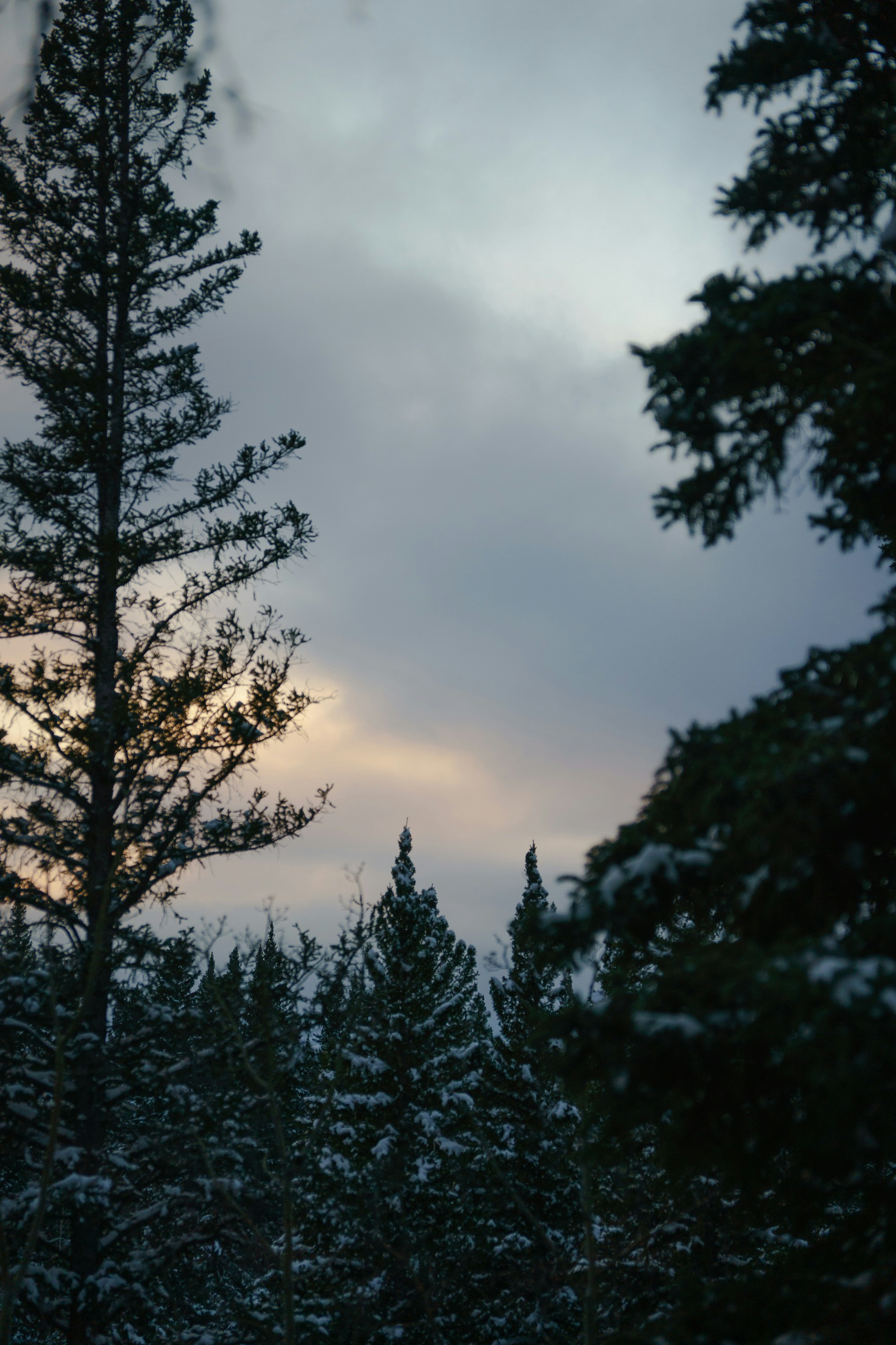 Trees silhouetted against a cloudy sky.