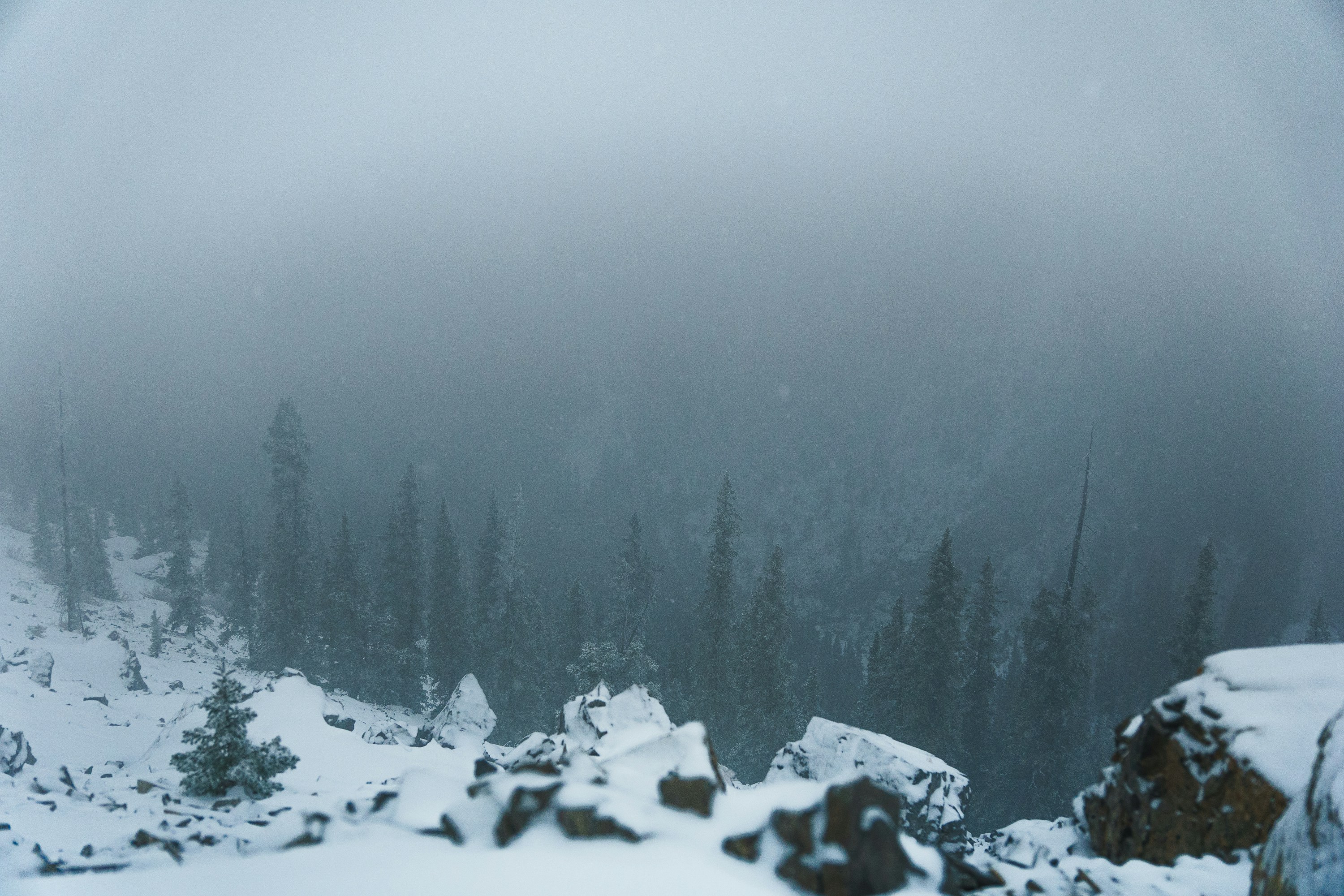 Snowy forest obscured by dense fog.