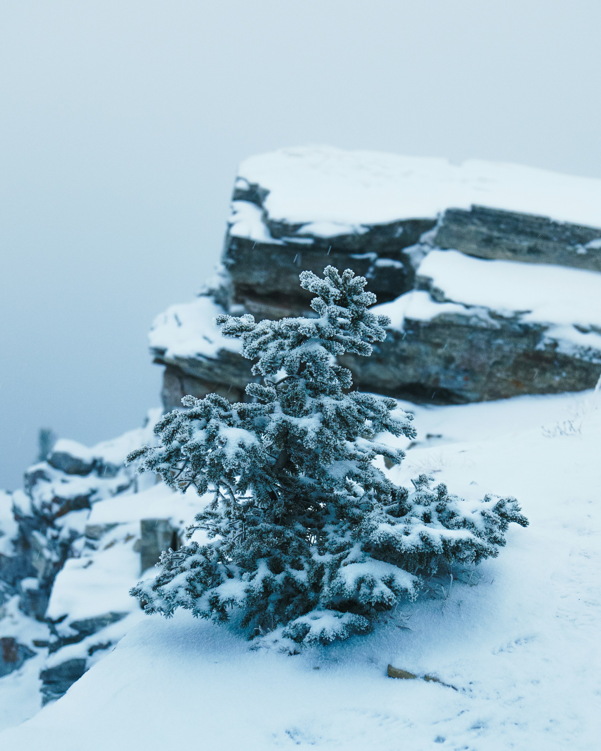 A small, snowy tree on a rocky cliff.