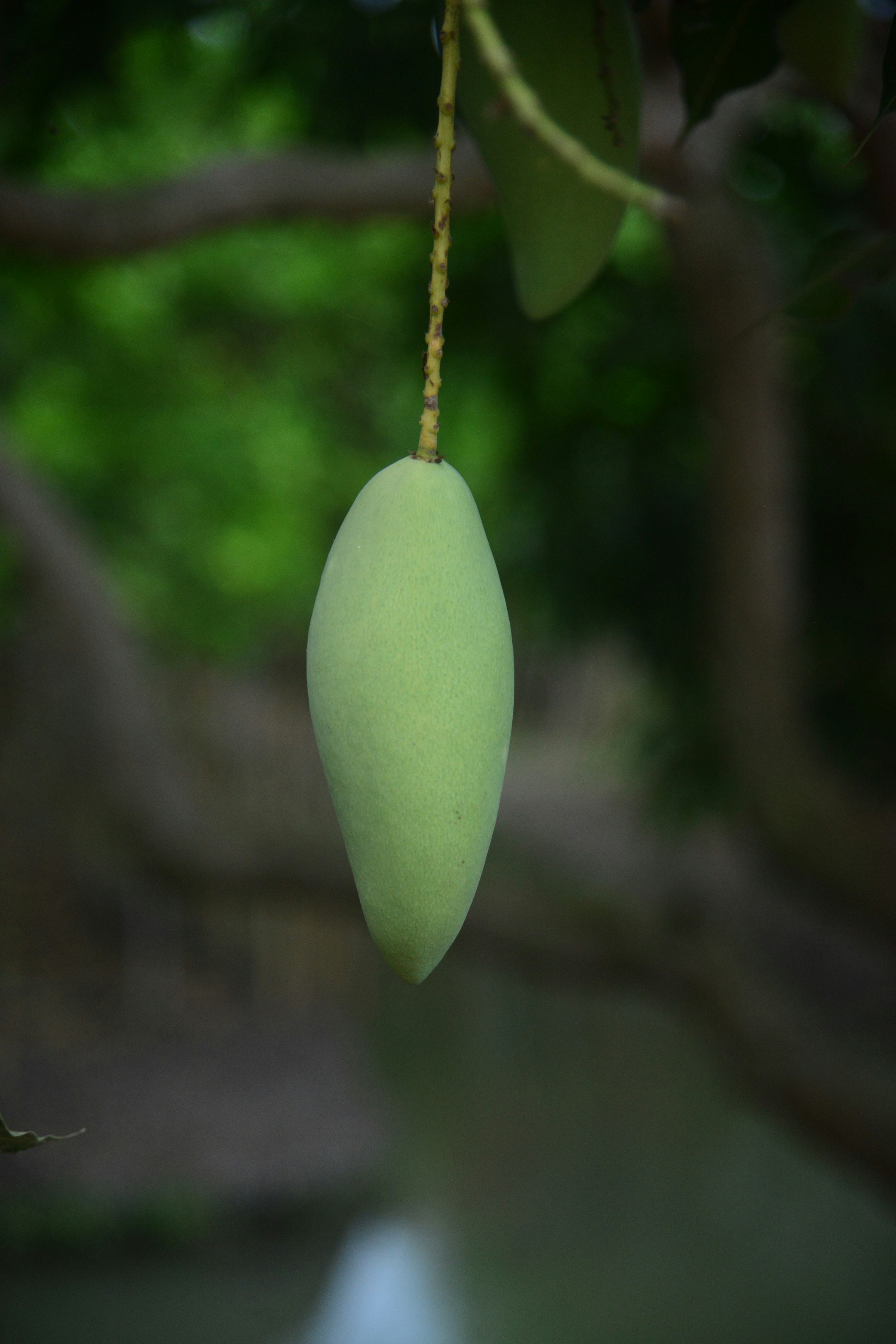 A green mango hangs from a tree.